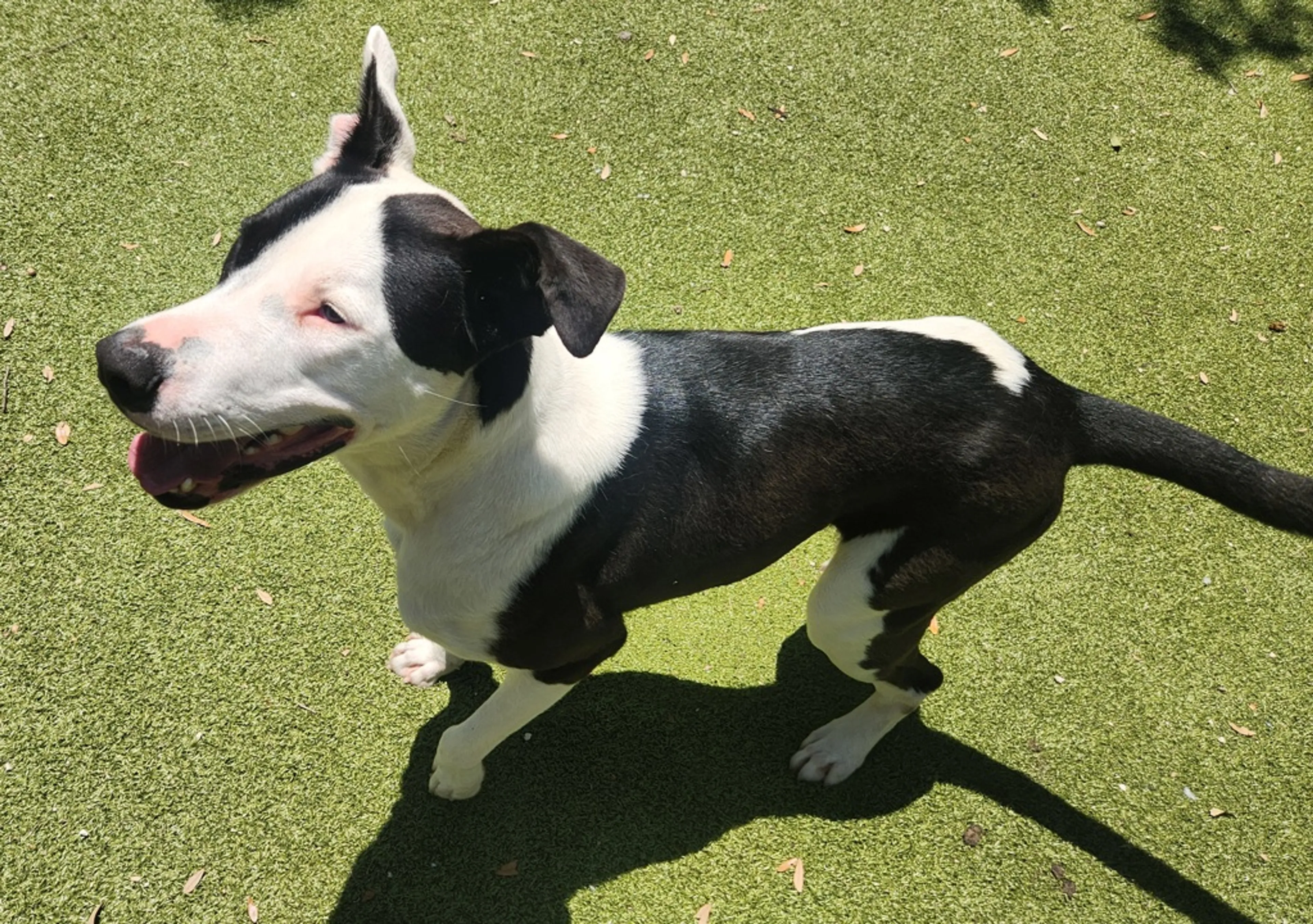 Found pet-1