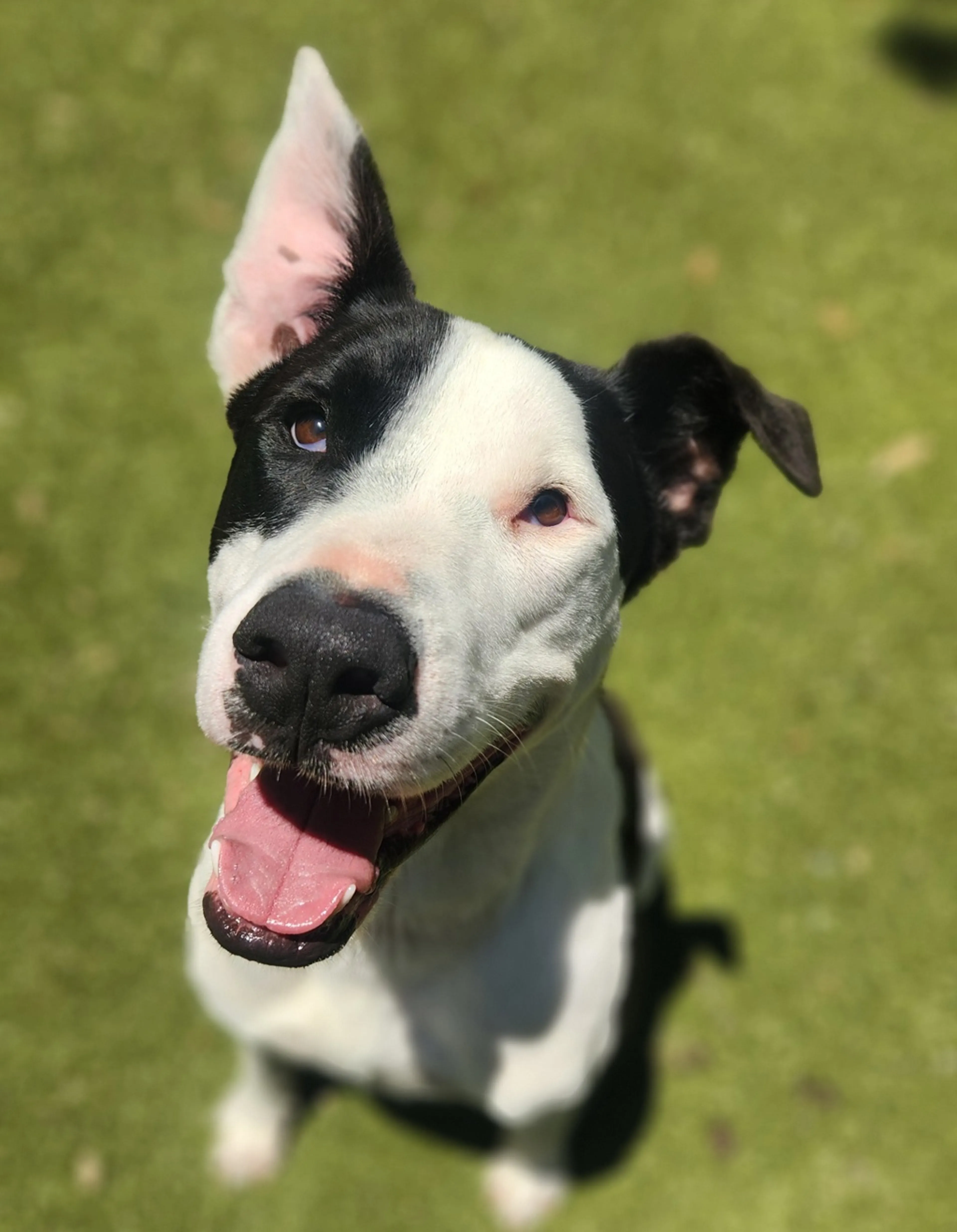 Found pet-5