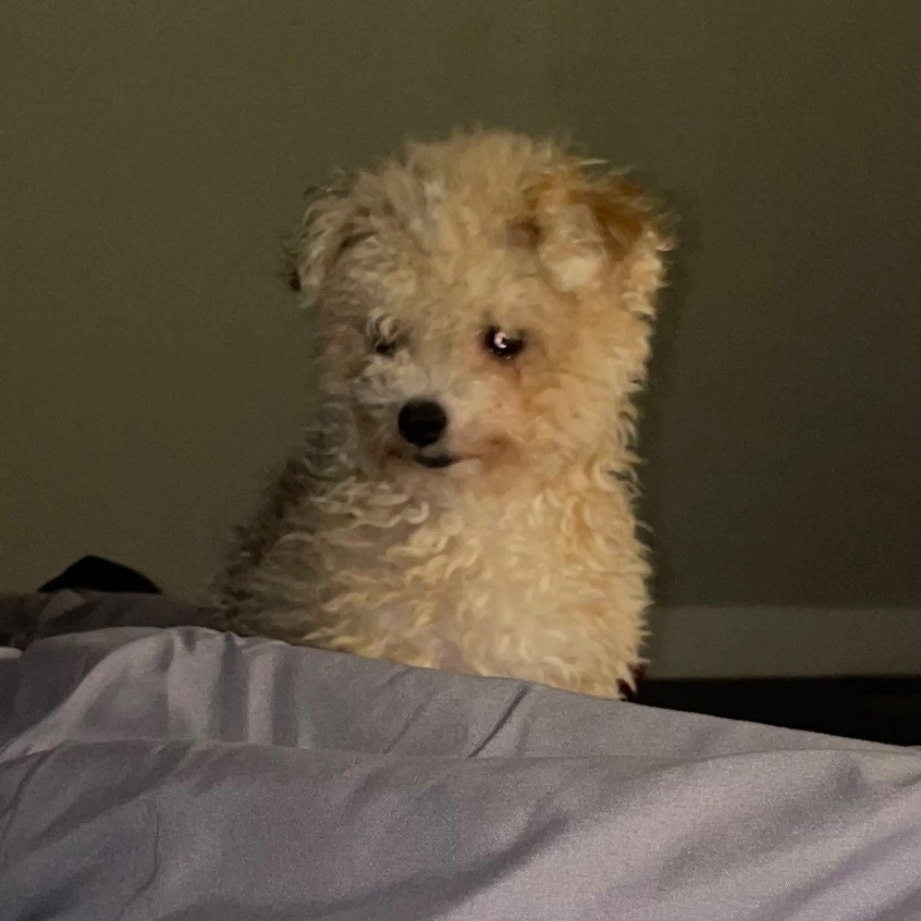 Lost pet