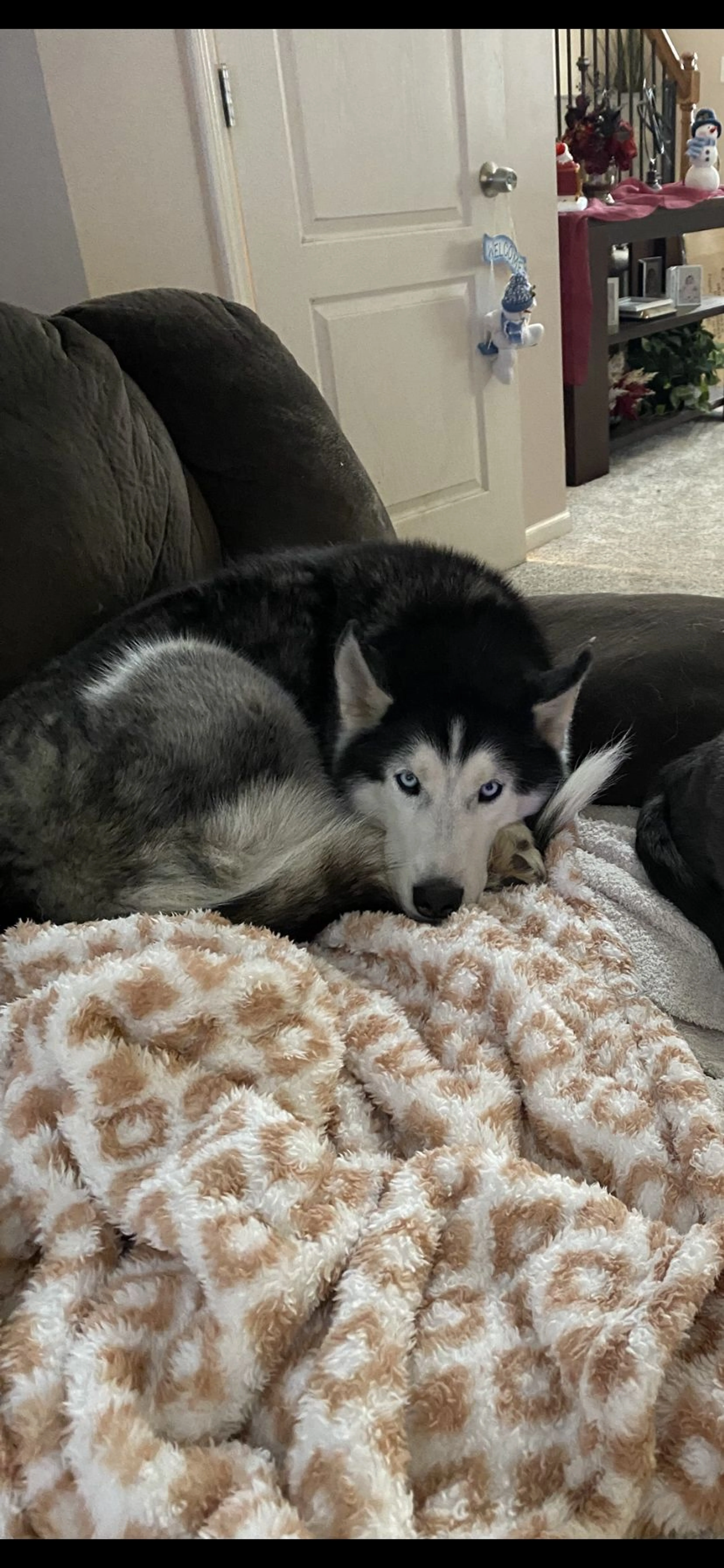 Lost pet