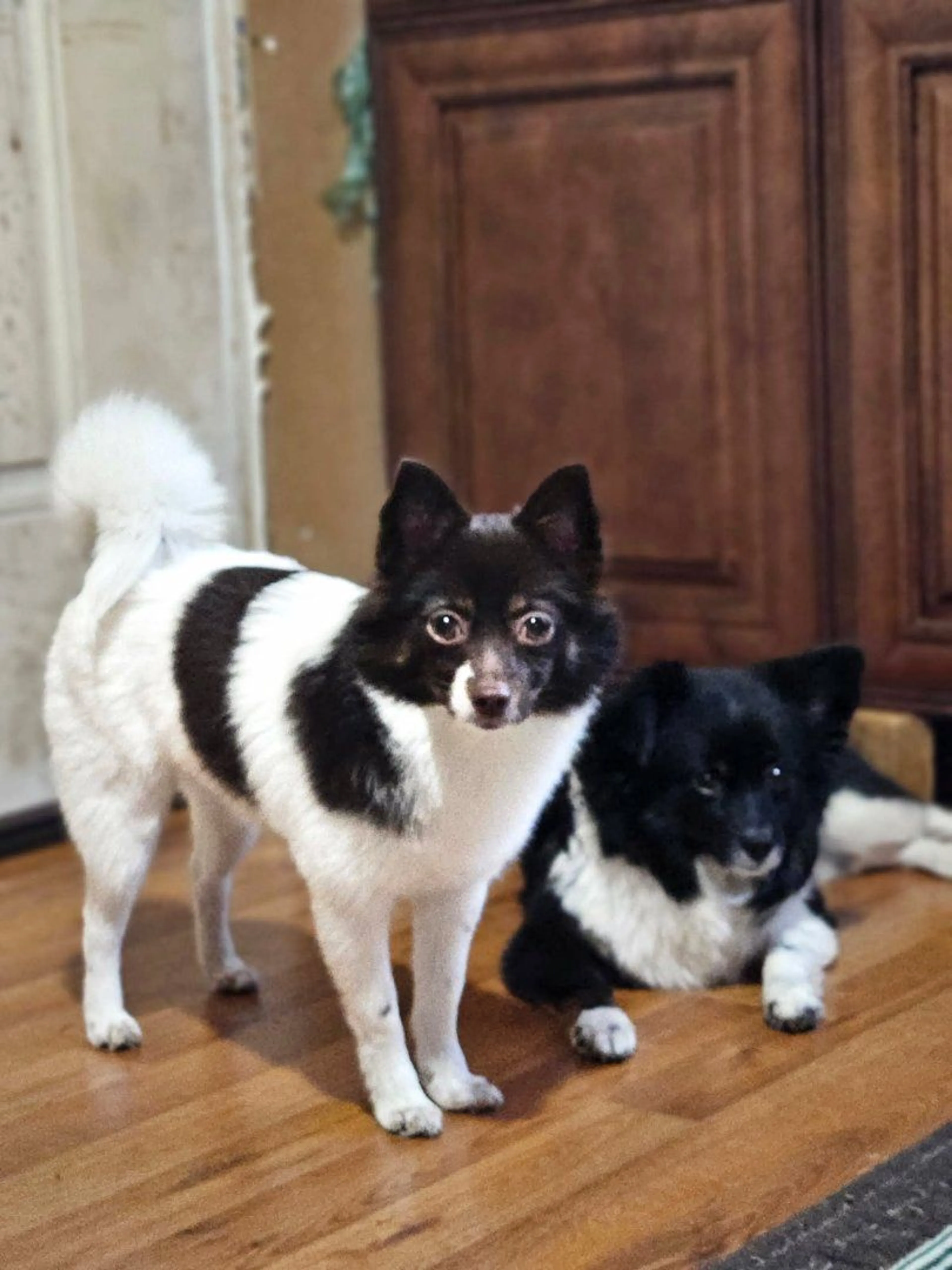 Lost pet