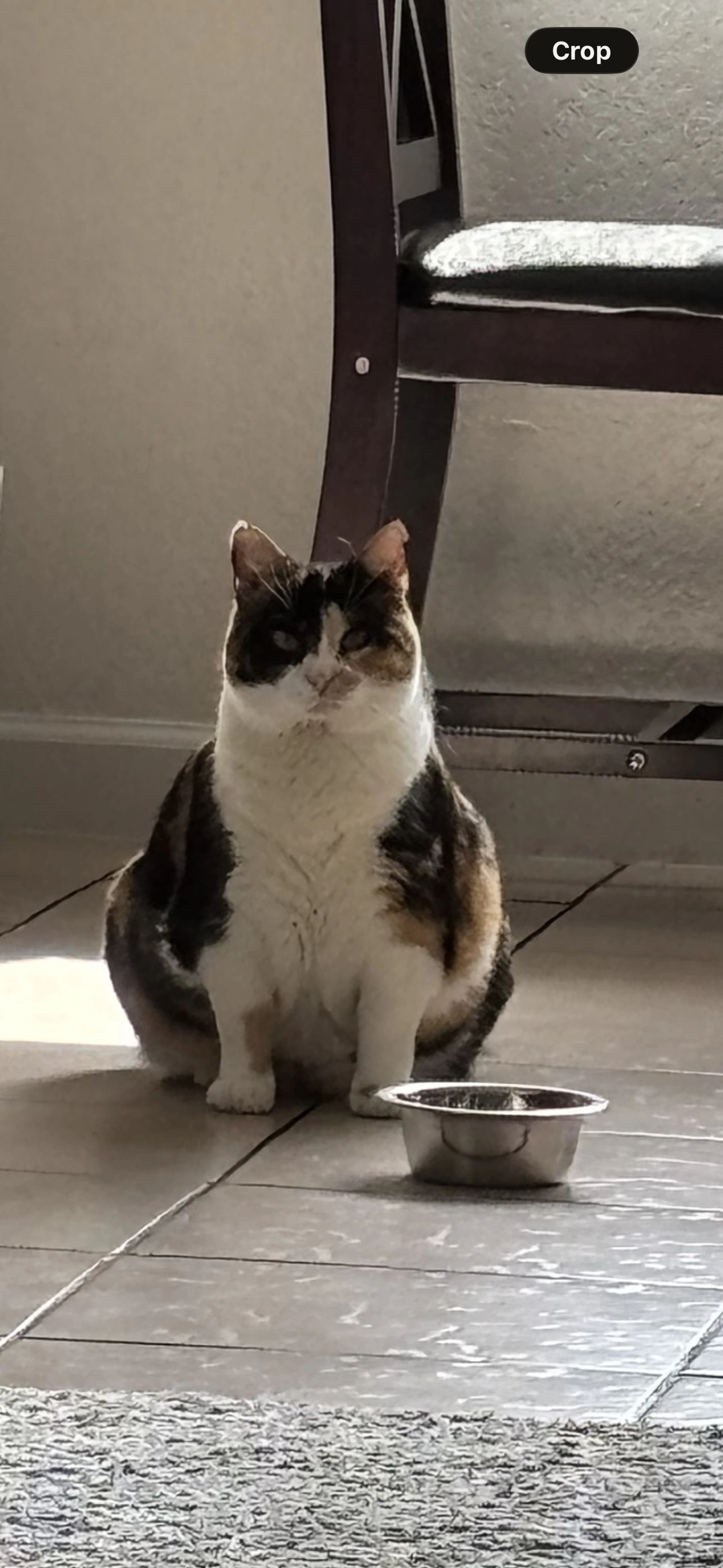 Lost pet-3