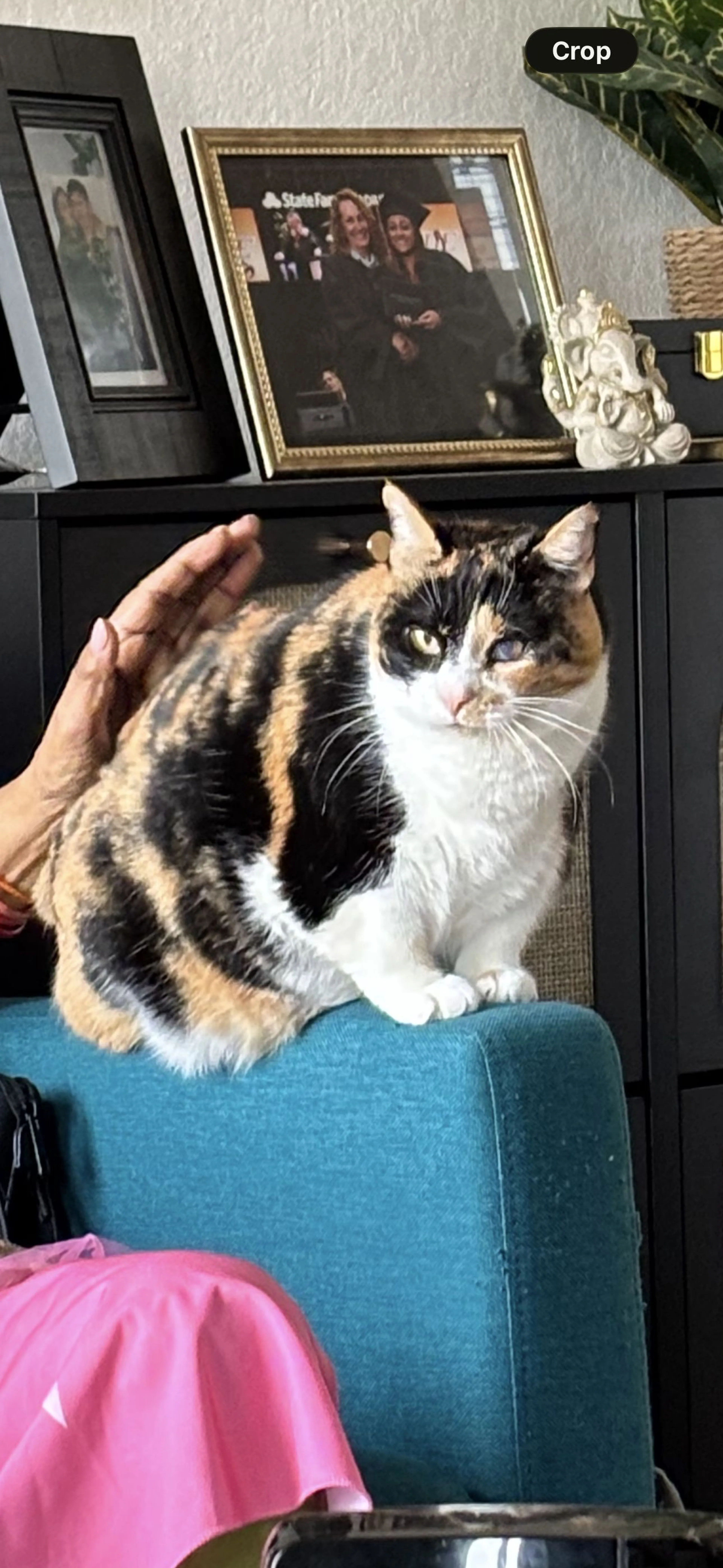 Lost pet-0
