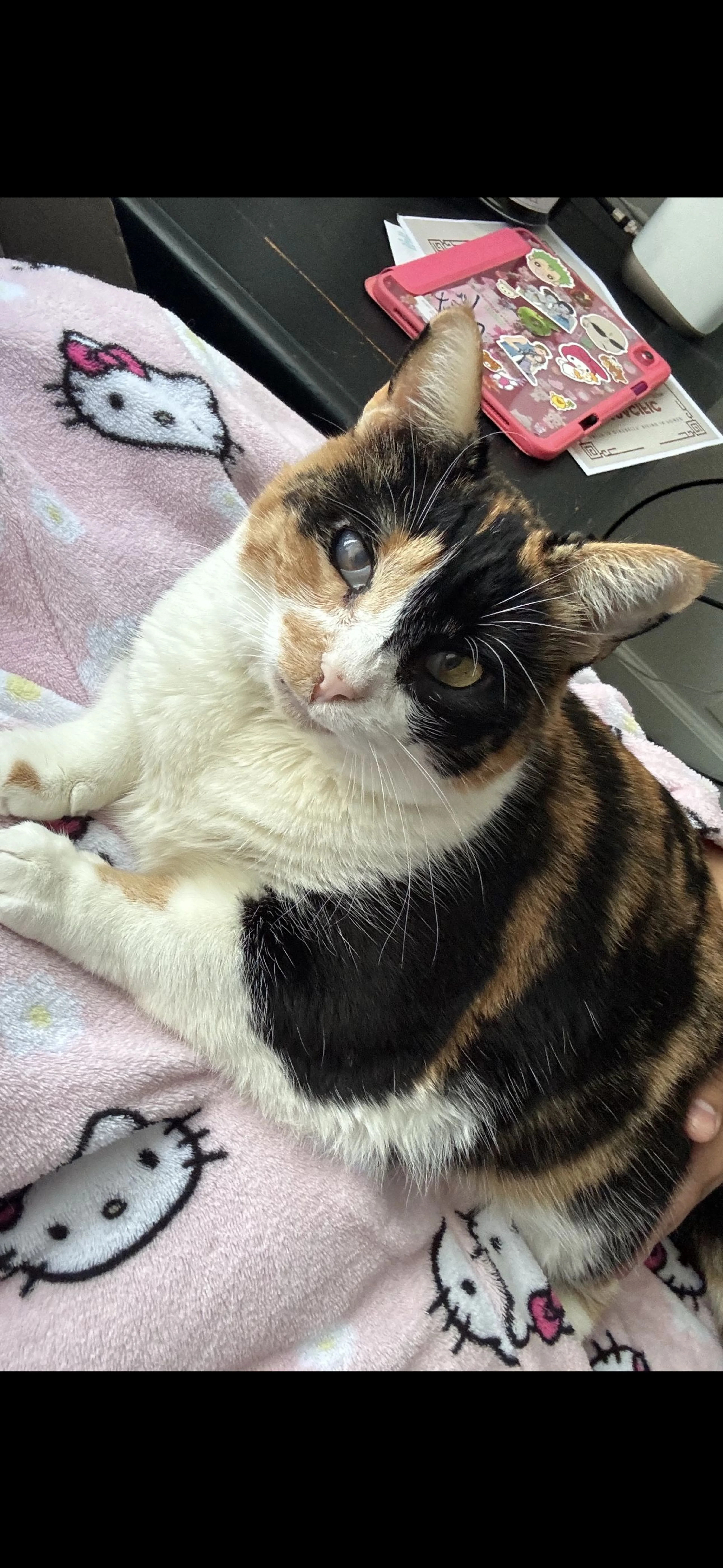 Lost pet-1