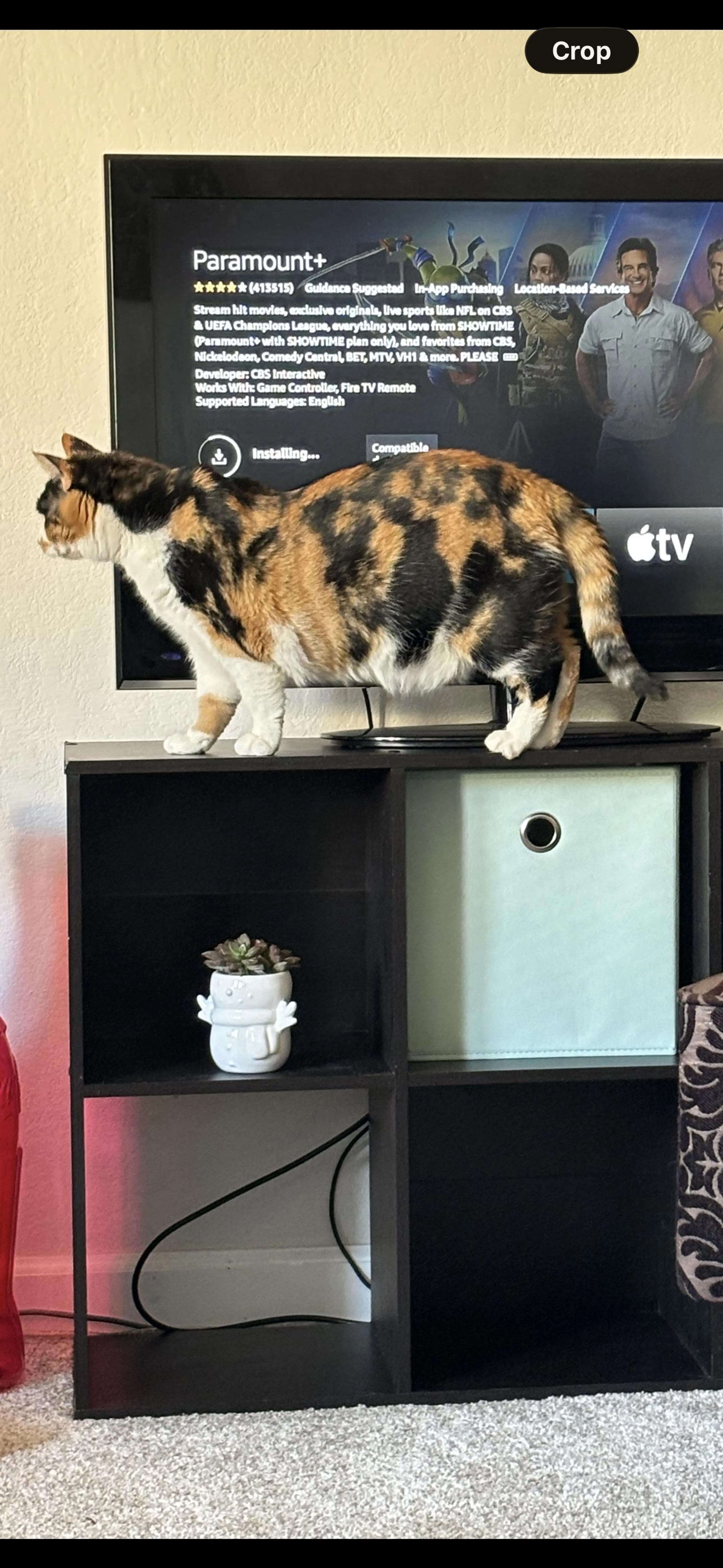 Lost pet-2