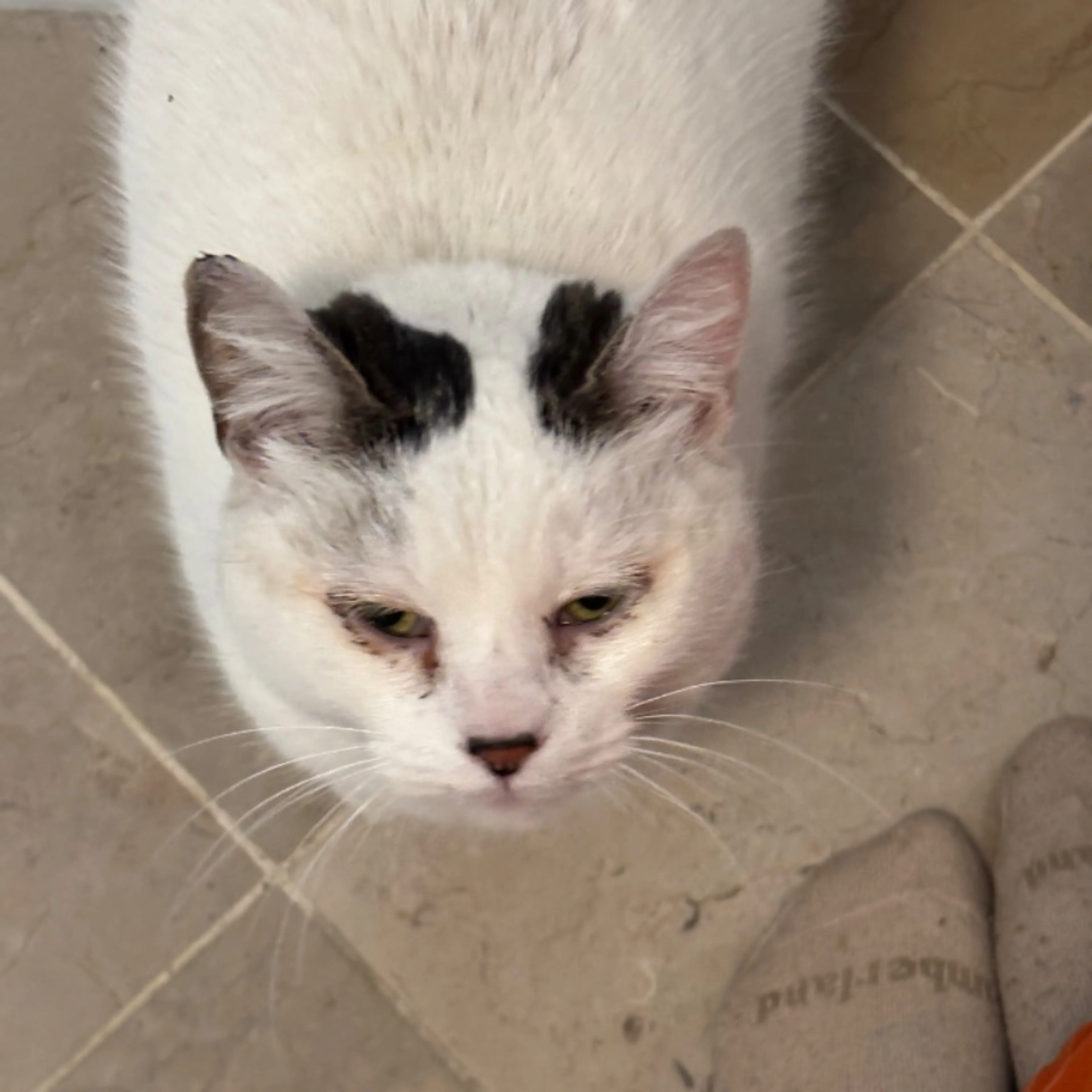 Found pet