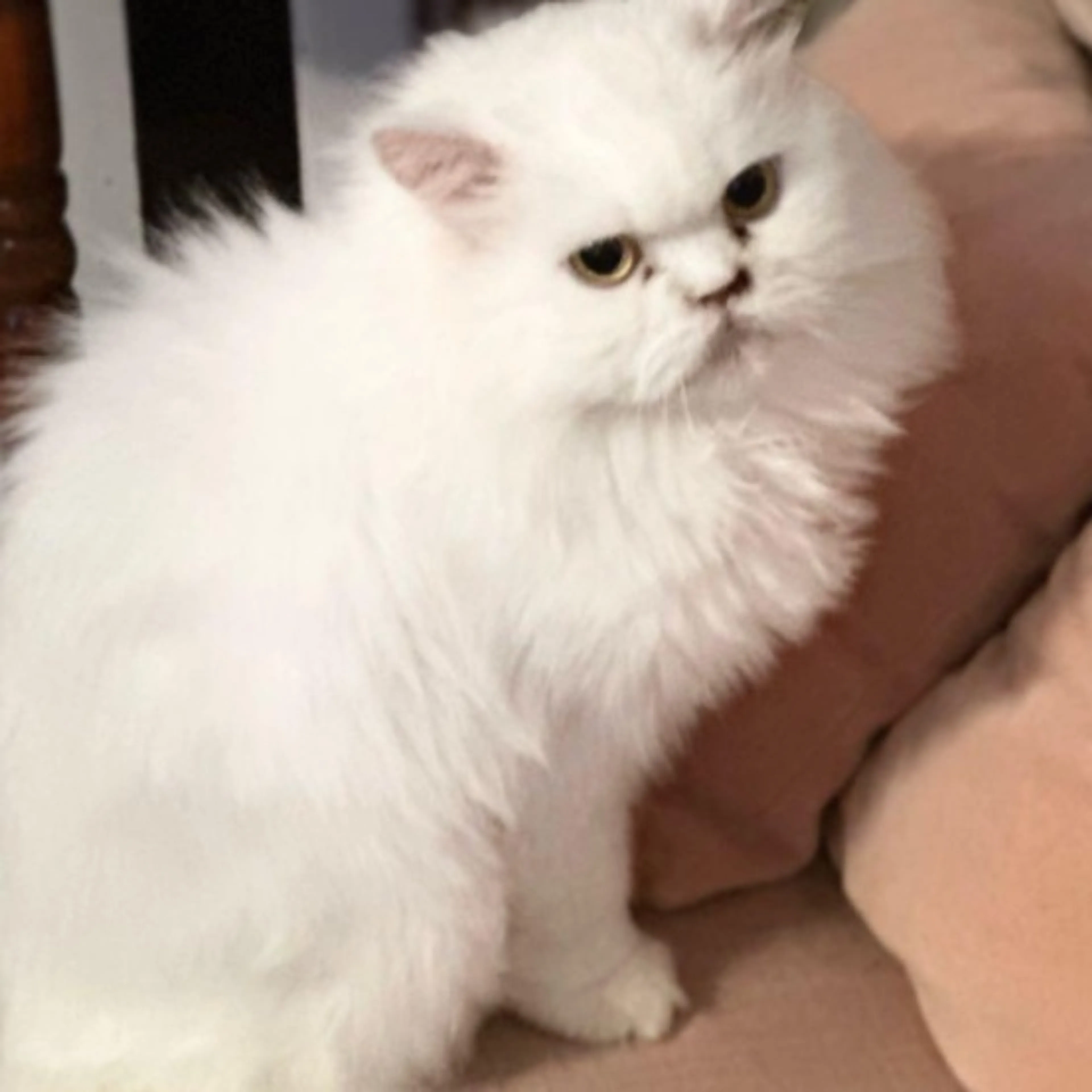 Lost pet