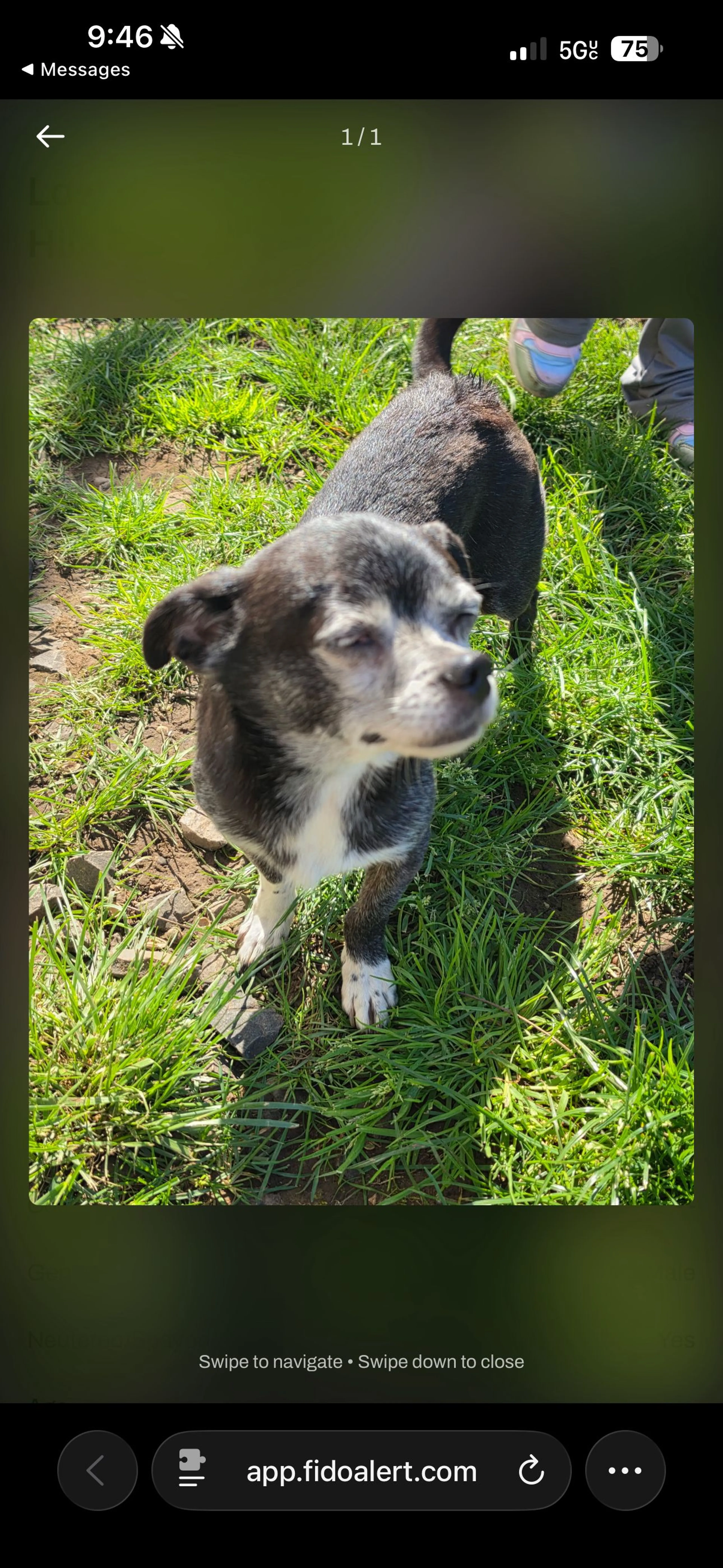 Lost pet