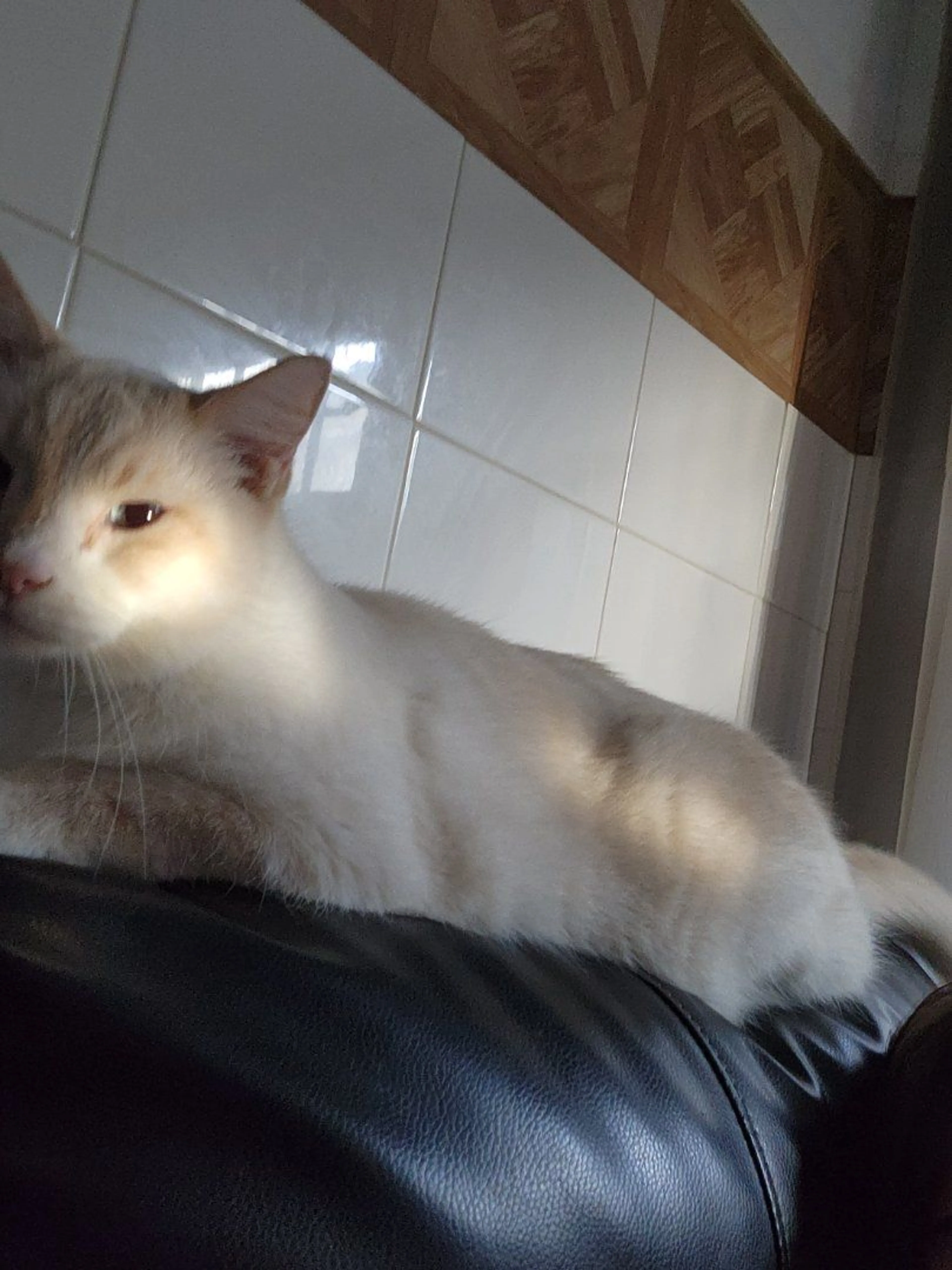 Lost pet-1