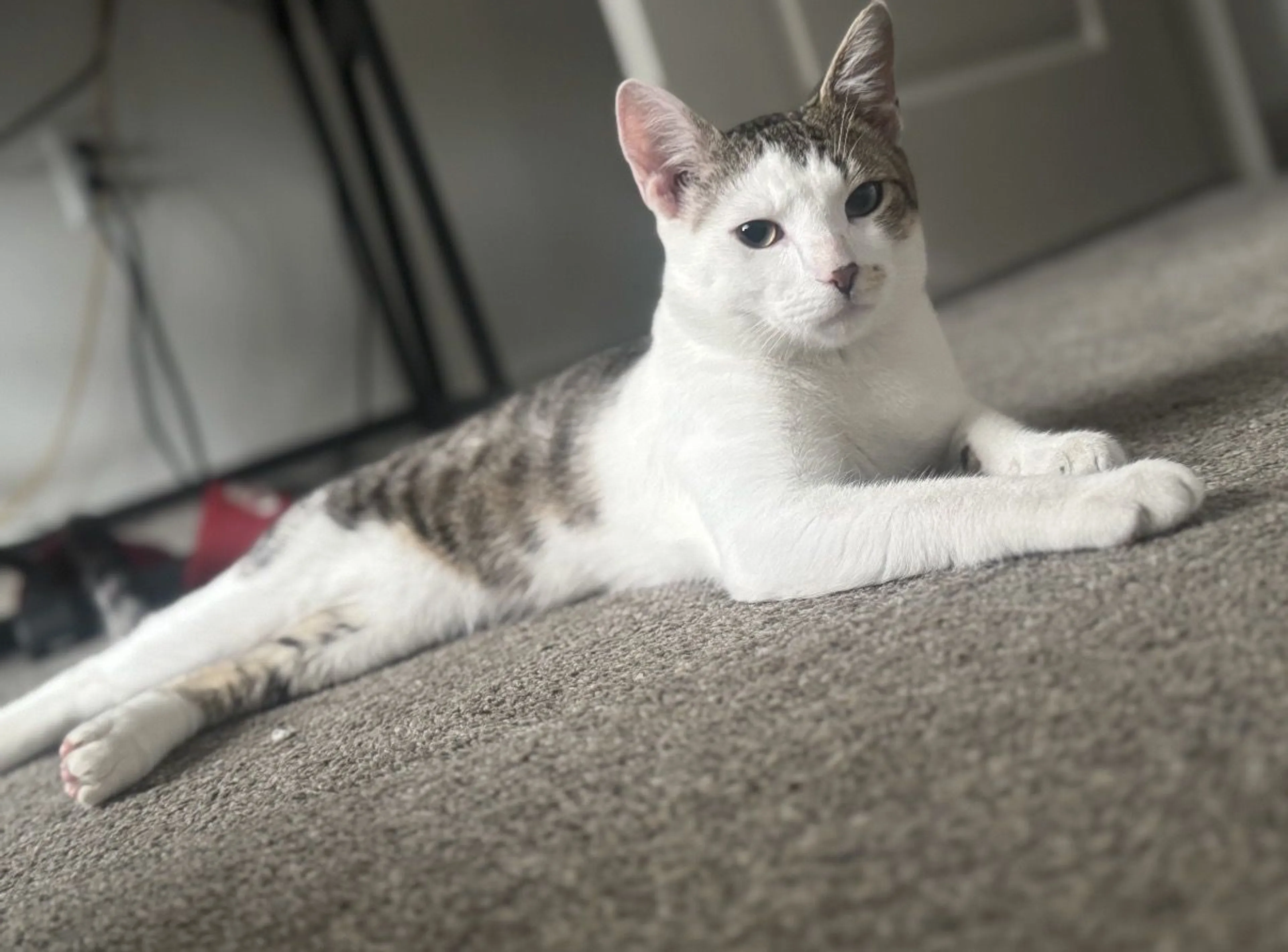 Lost pet-1