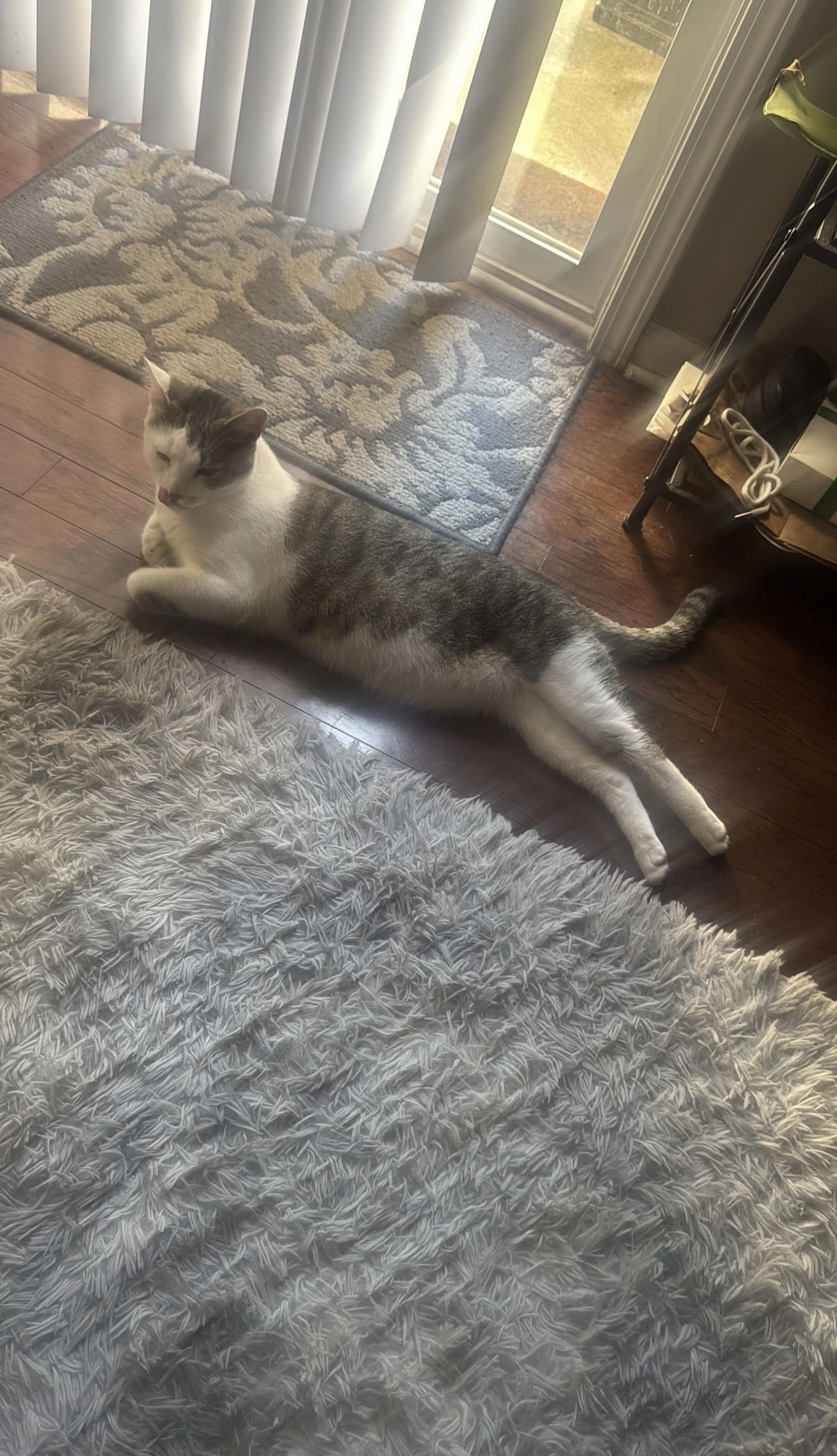 Lost pet-2