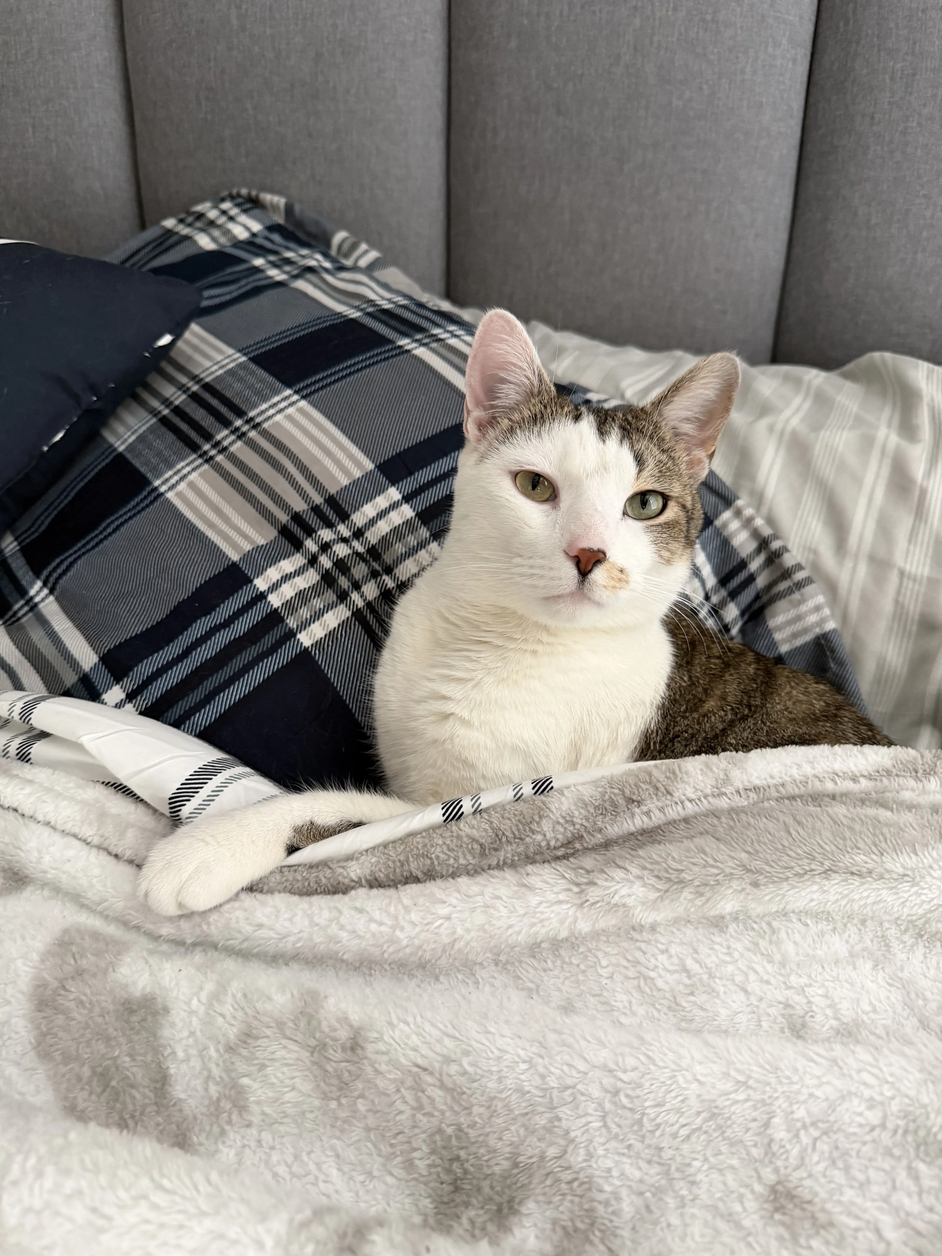 Lost pet-4