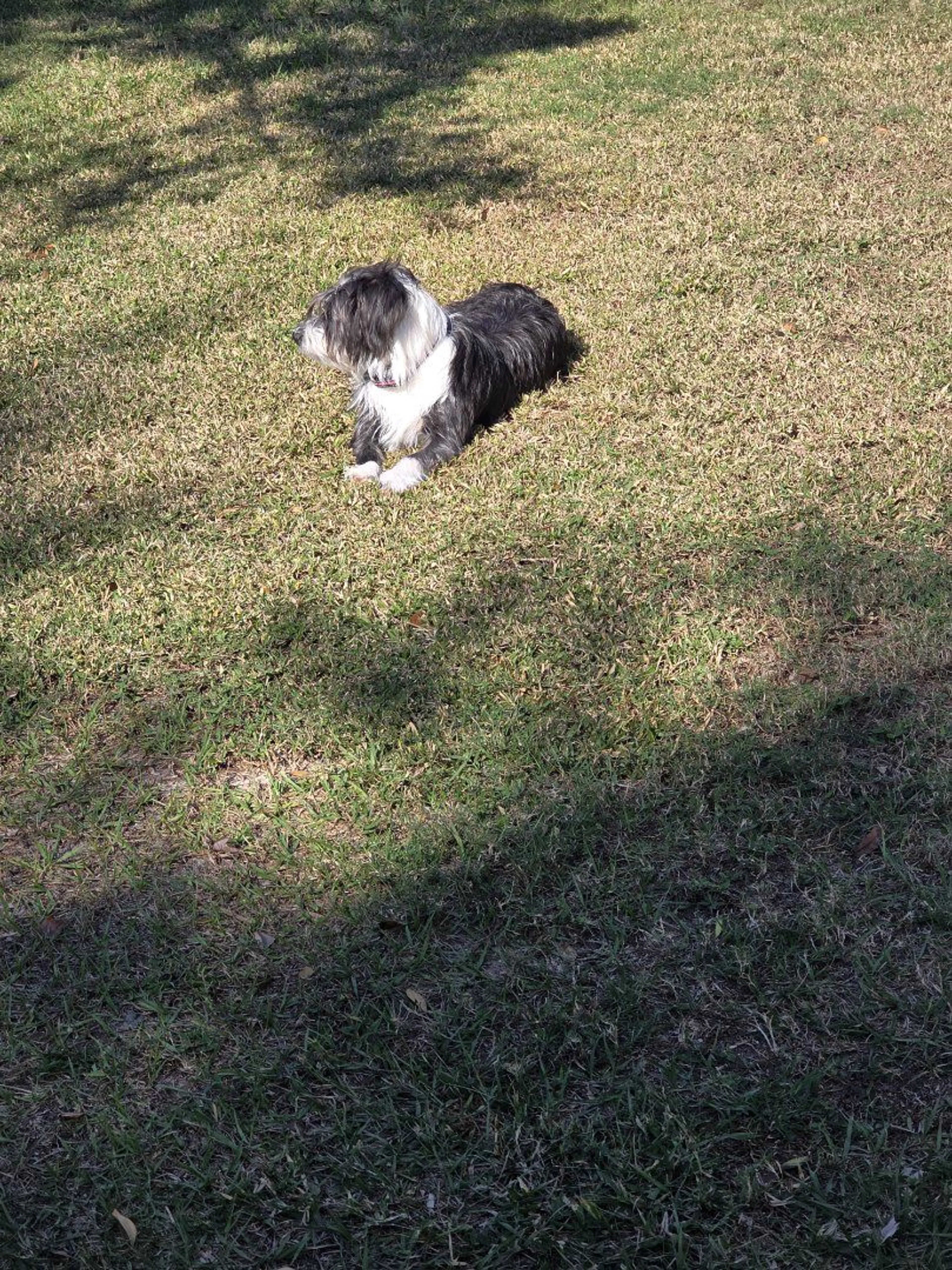 Lost pet-0