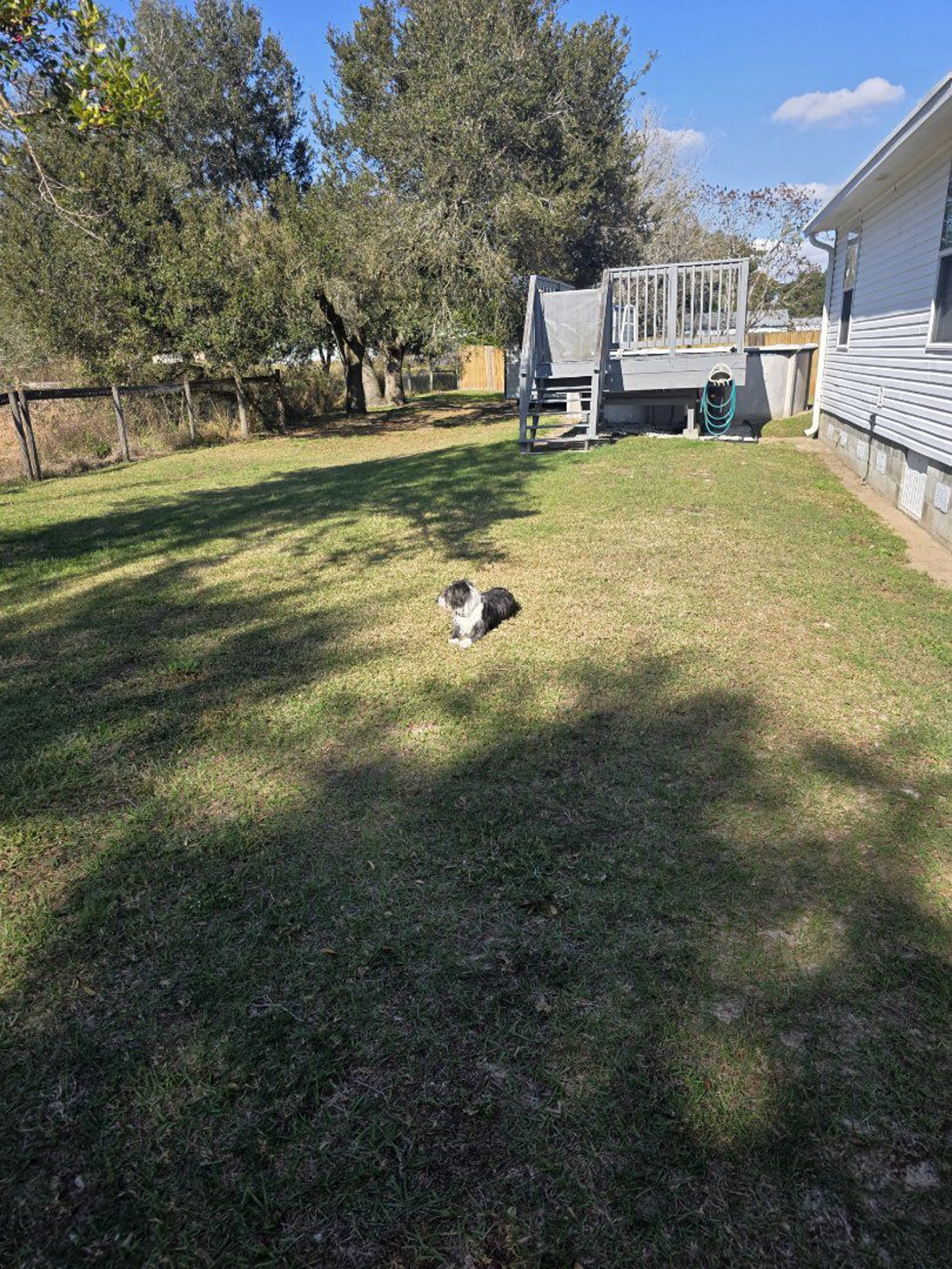 Lost pet-1