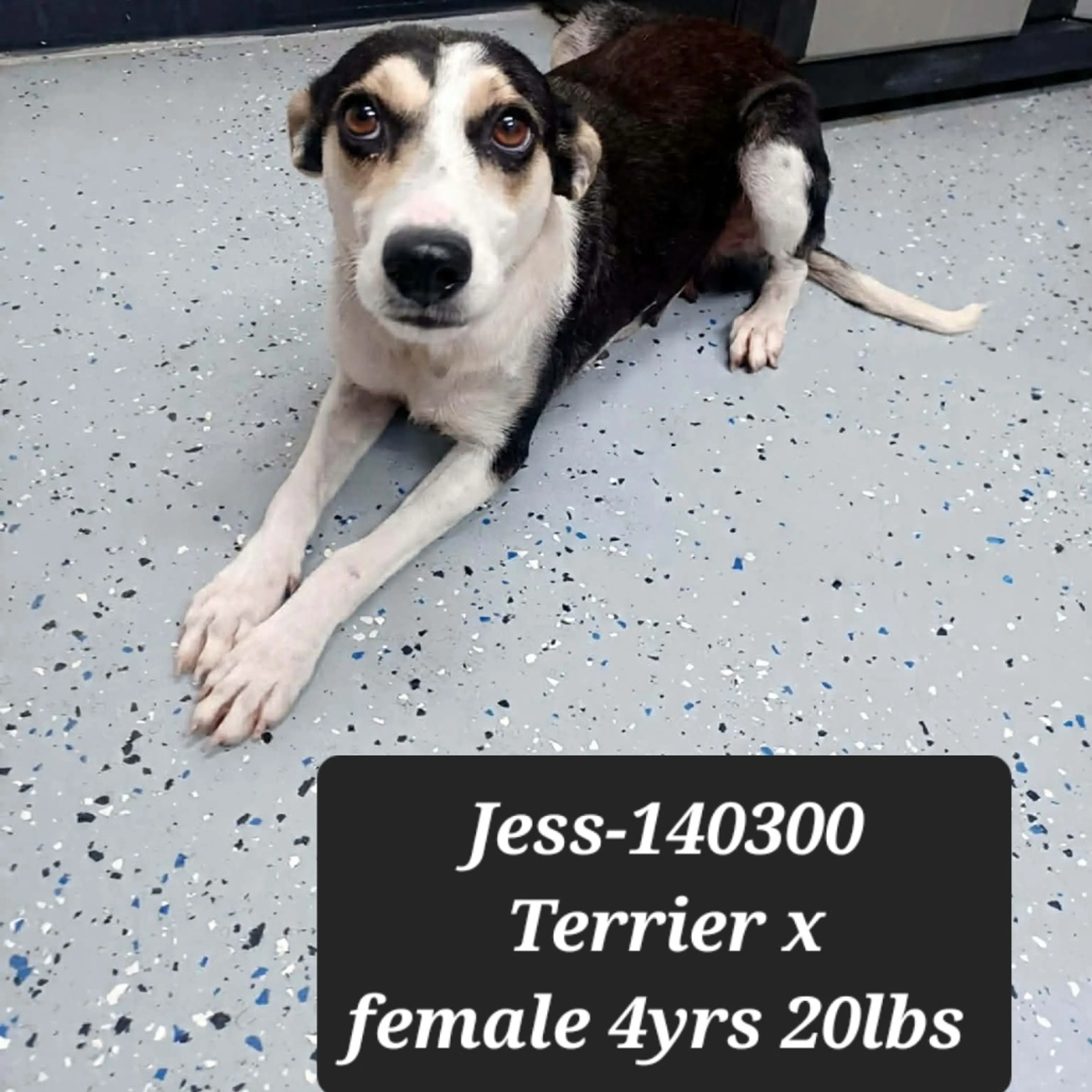 Found pet