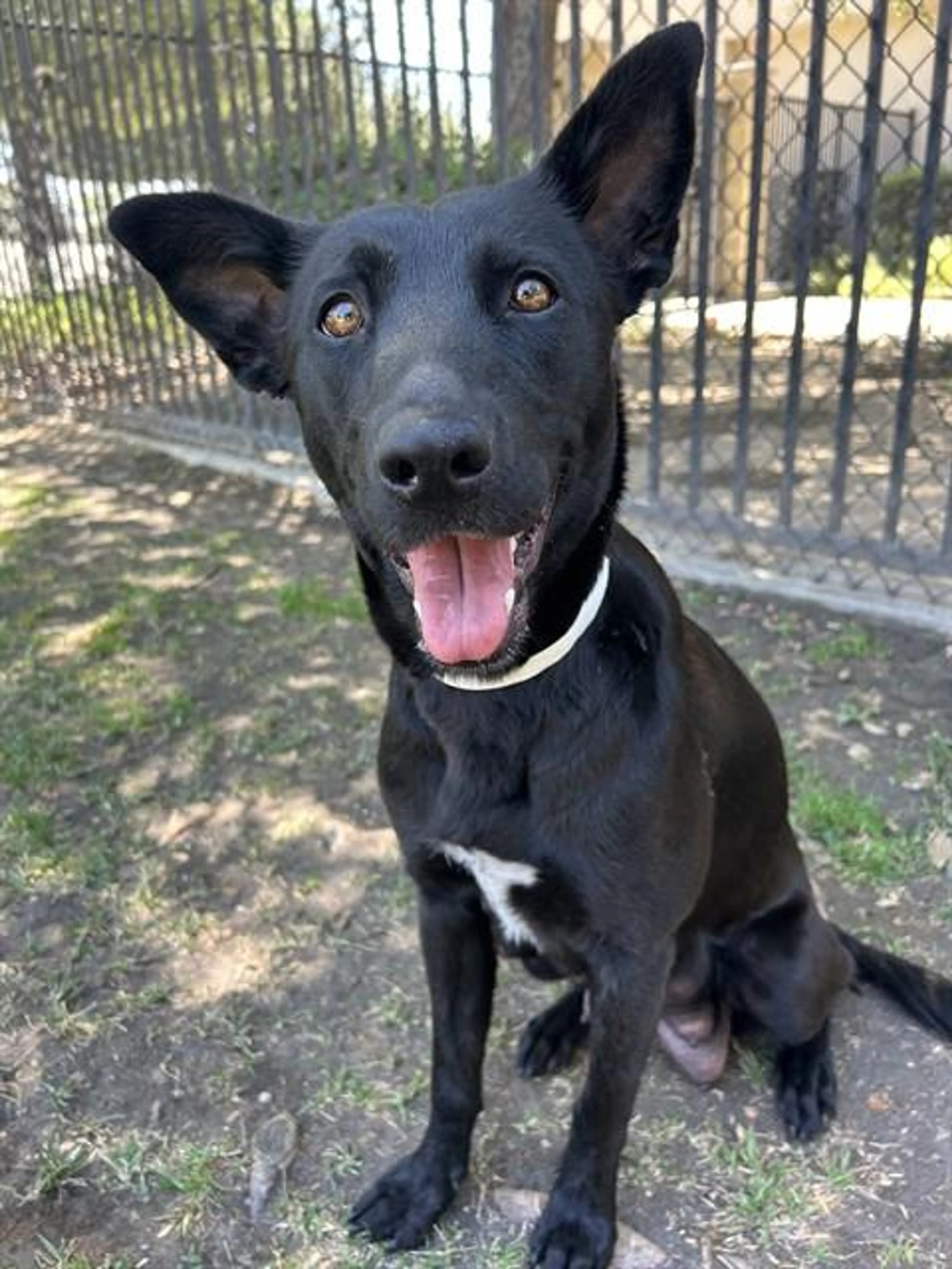 Found pet
