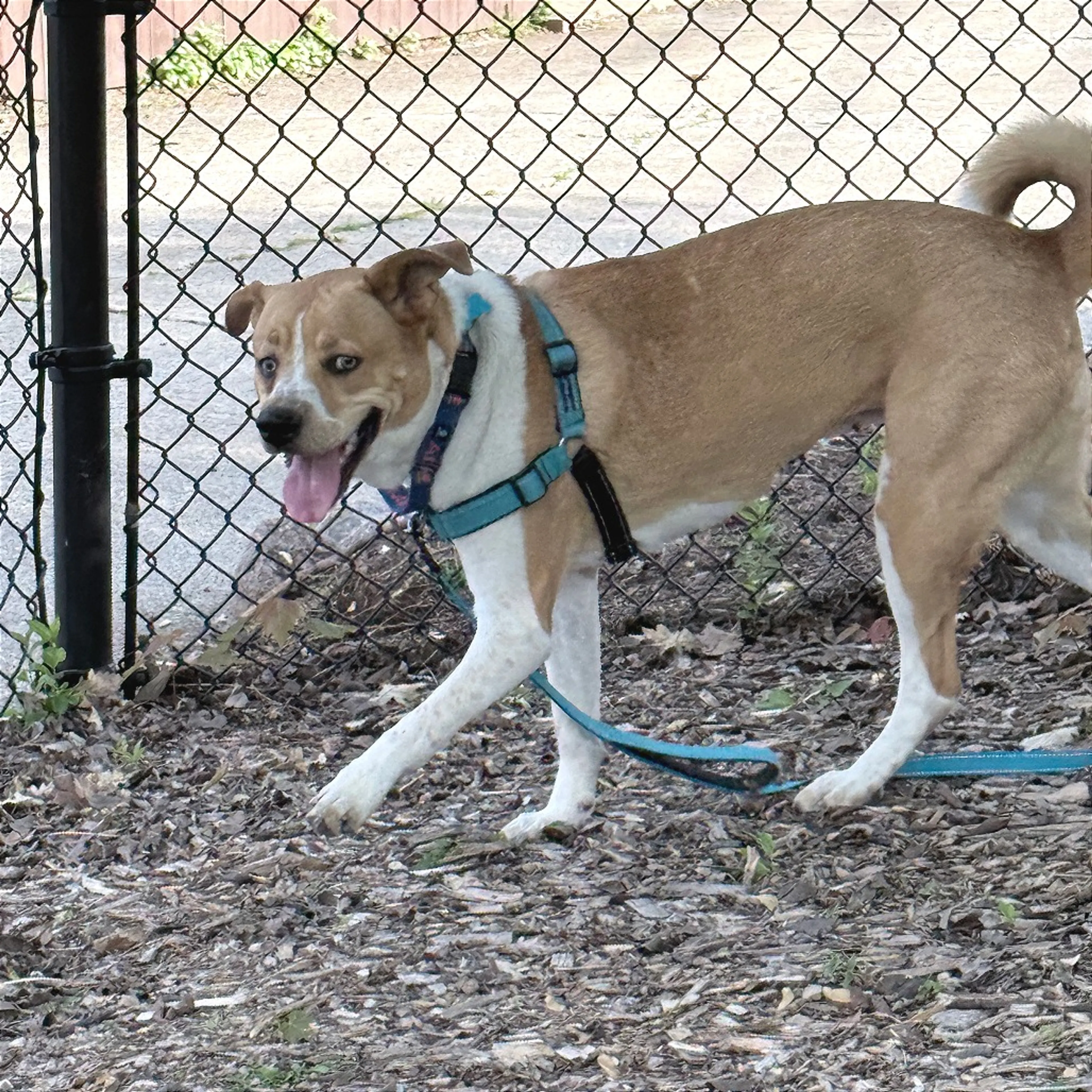 Found pet-3