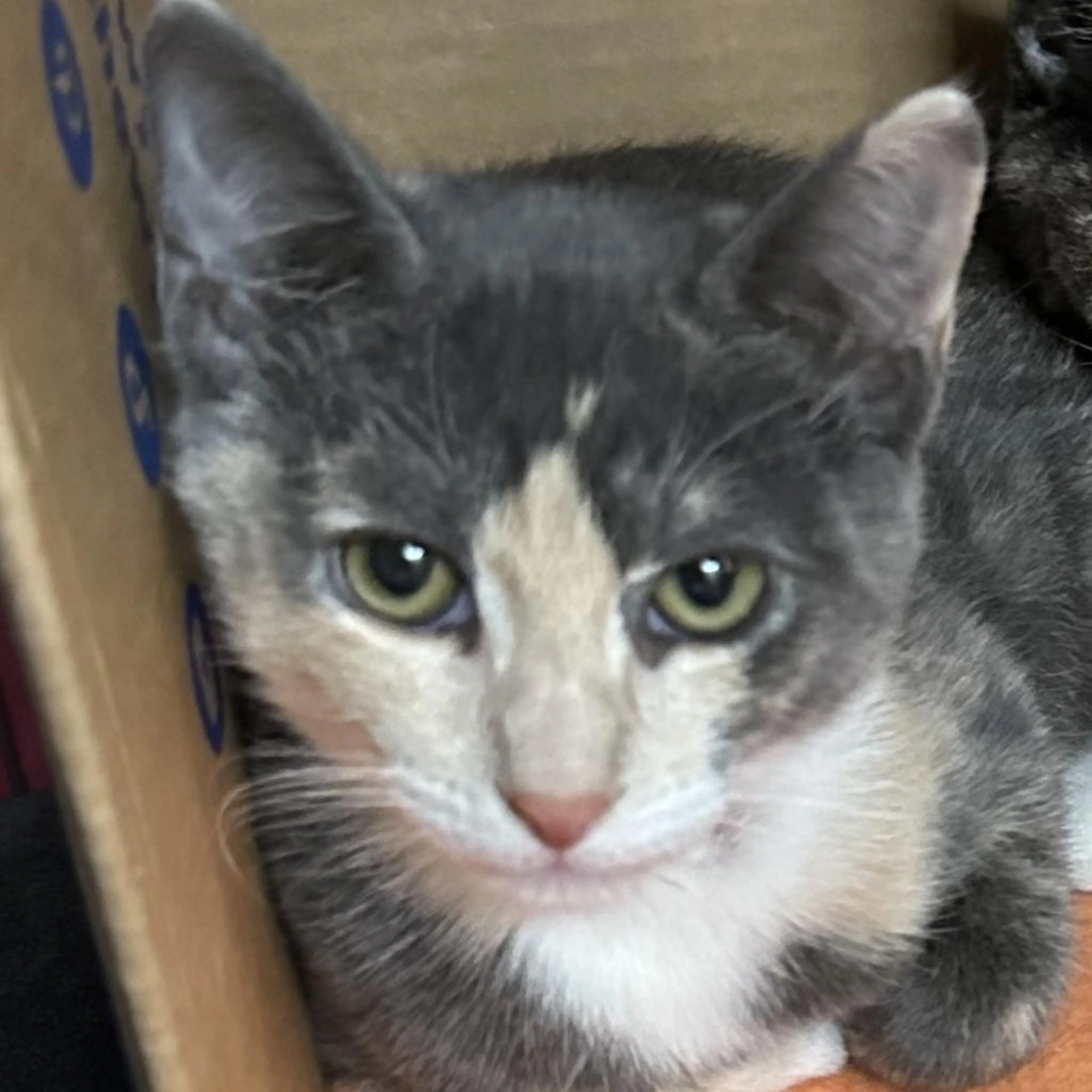 Found pet-1