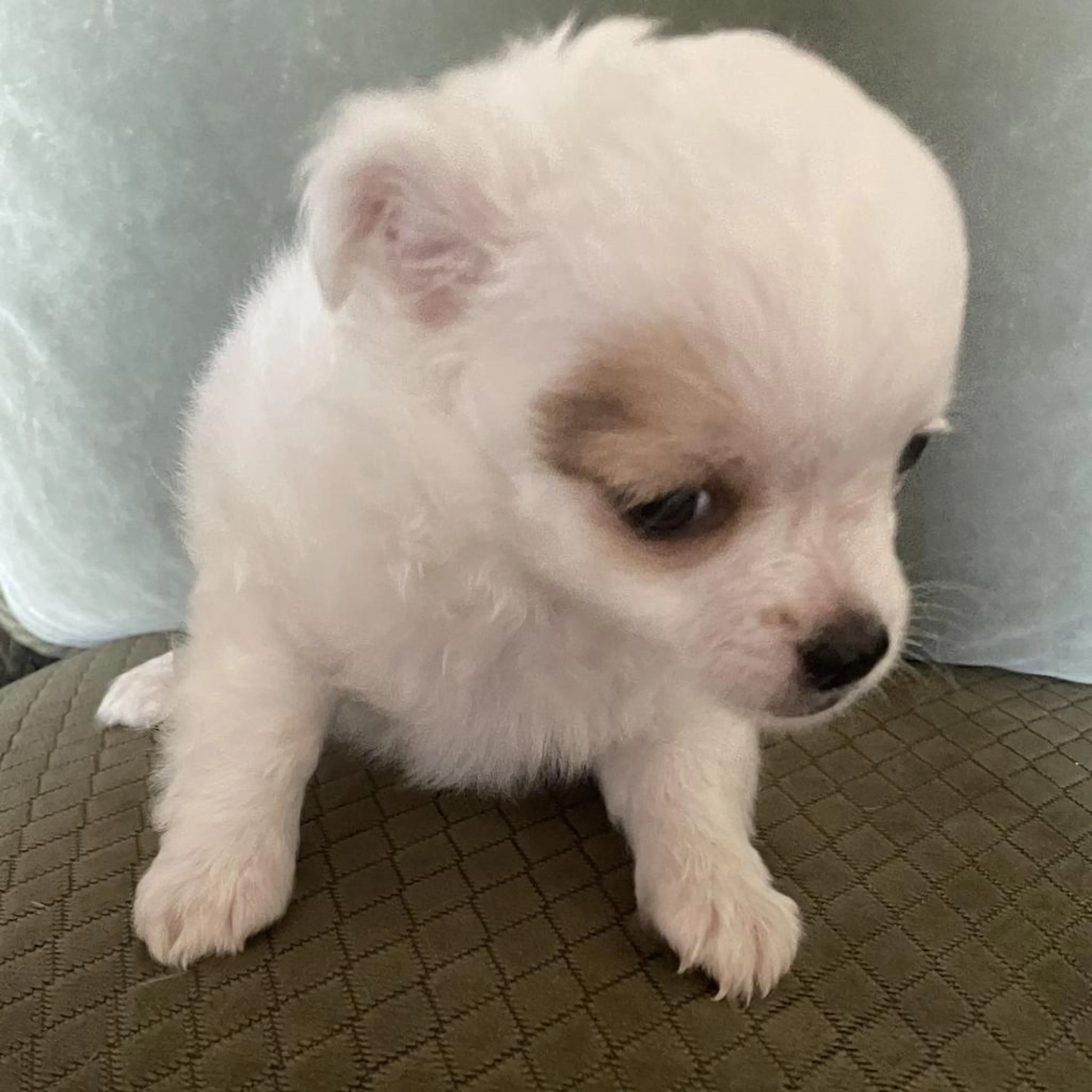 Found pet-1