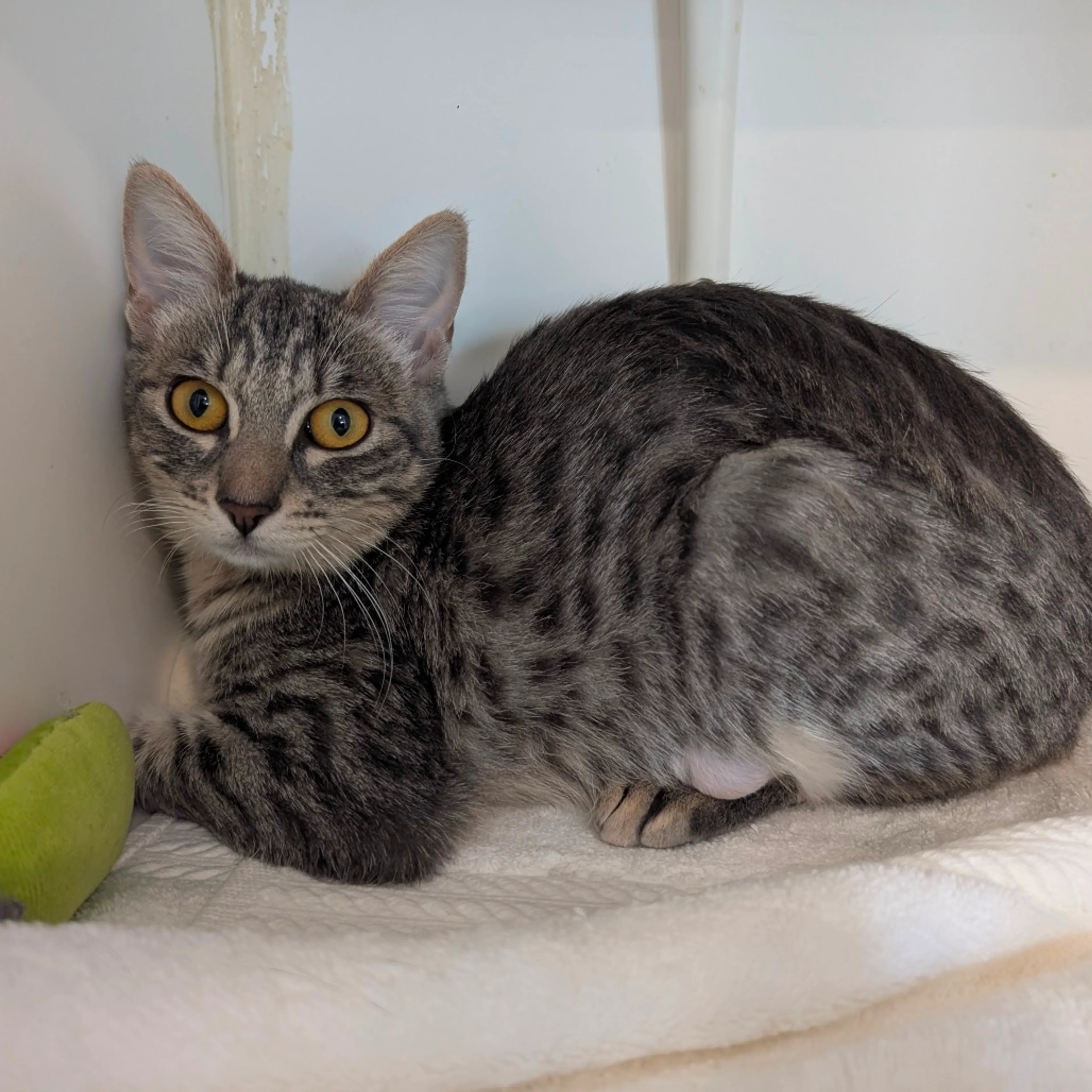 Found pet-3