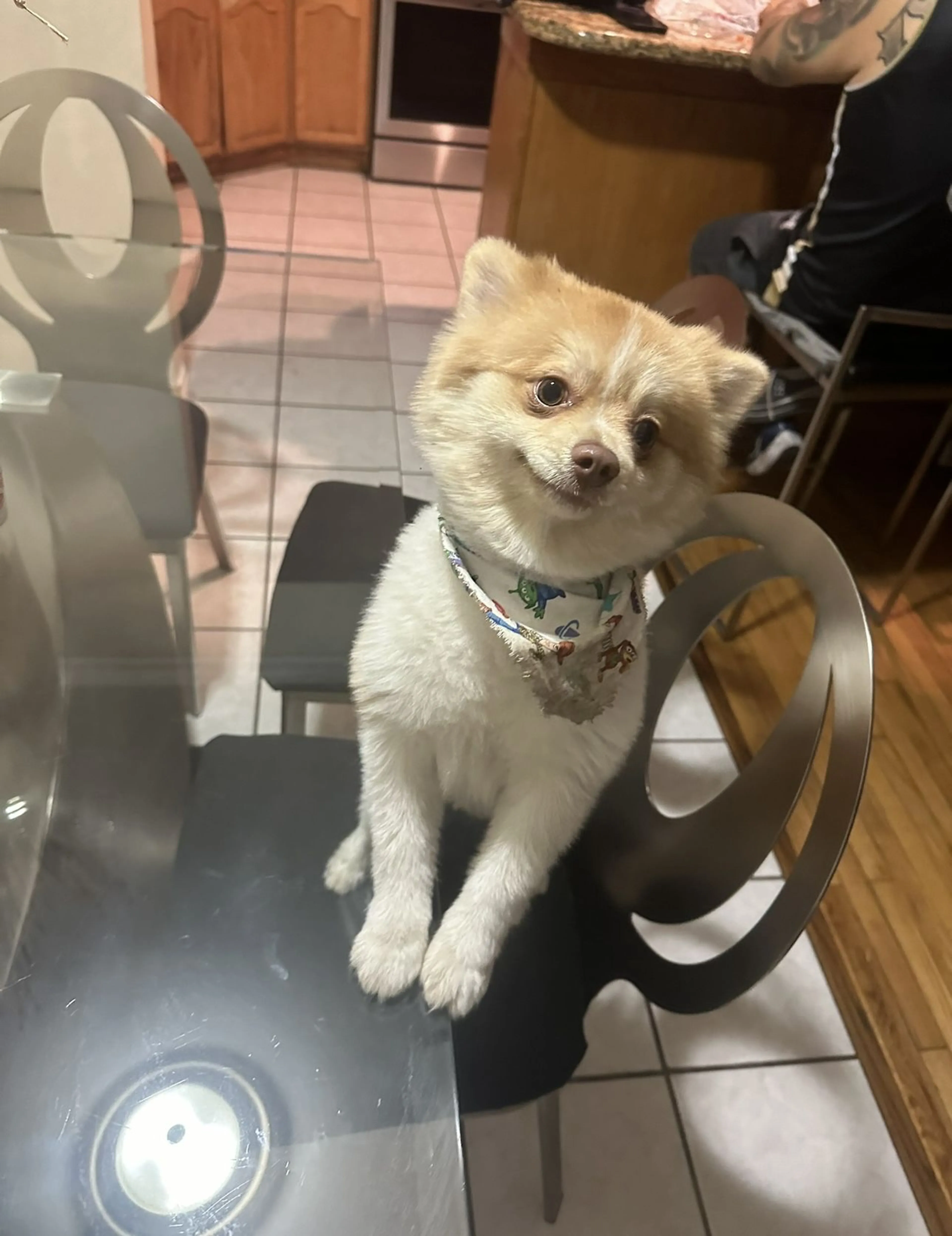 Lost pet