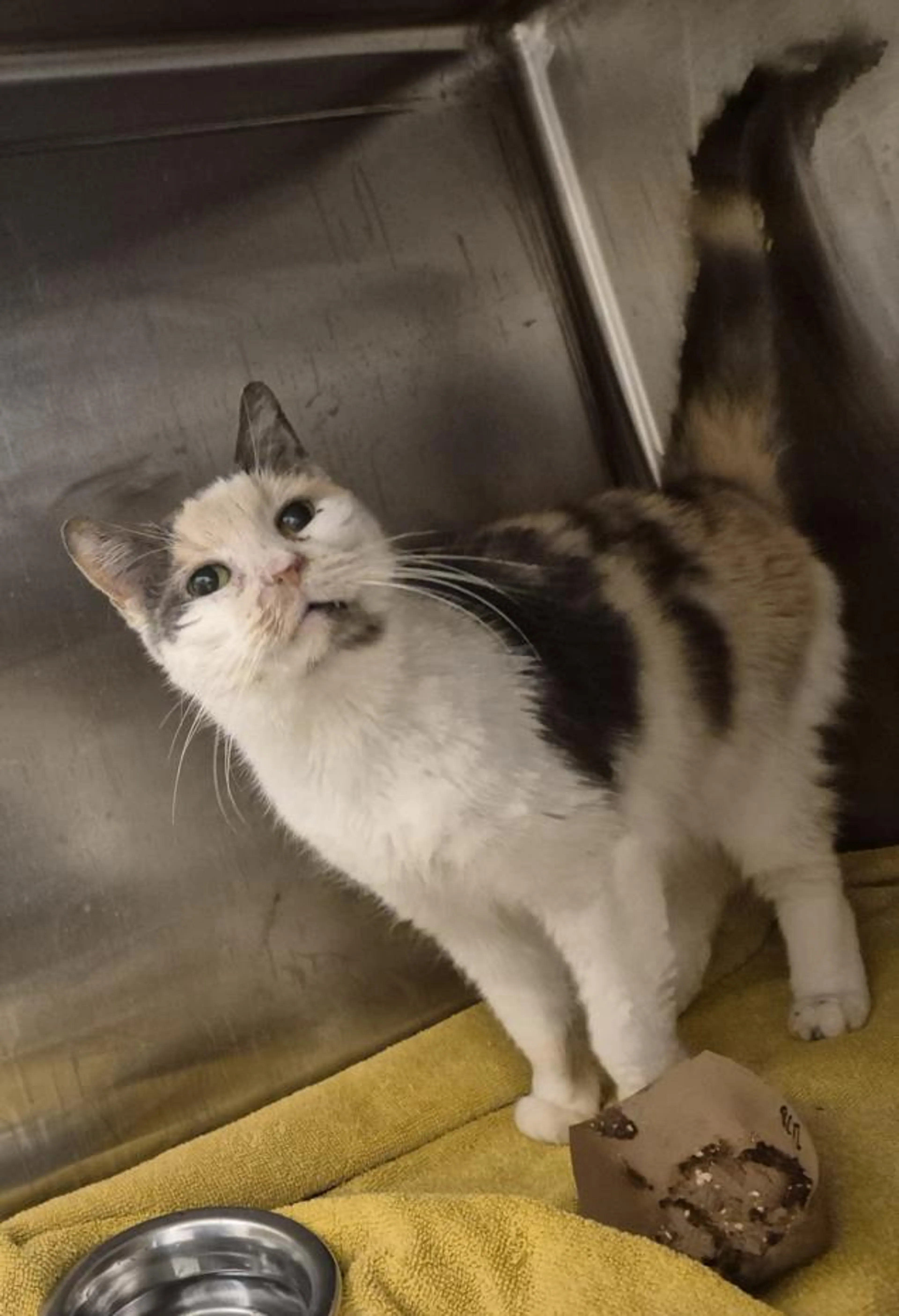 Found pet