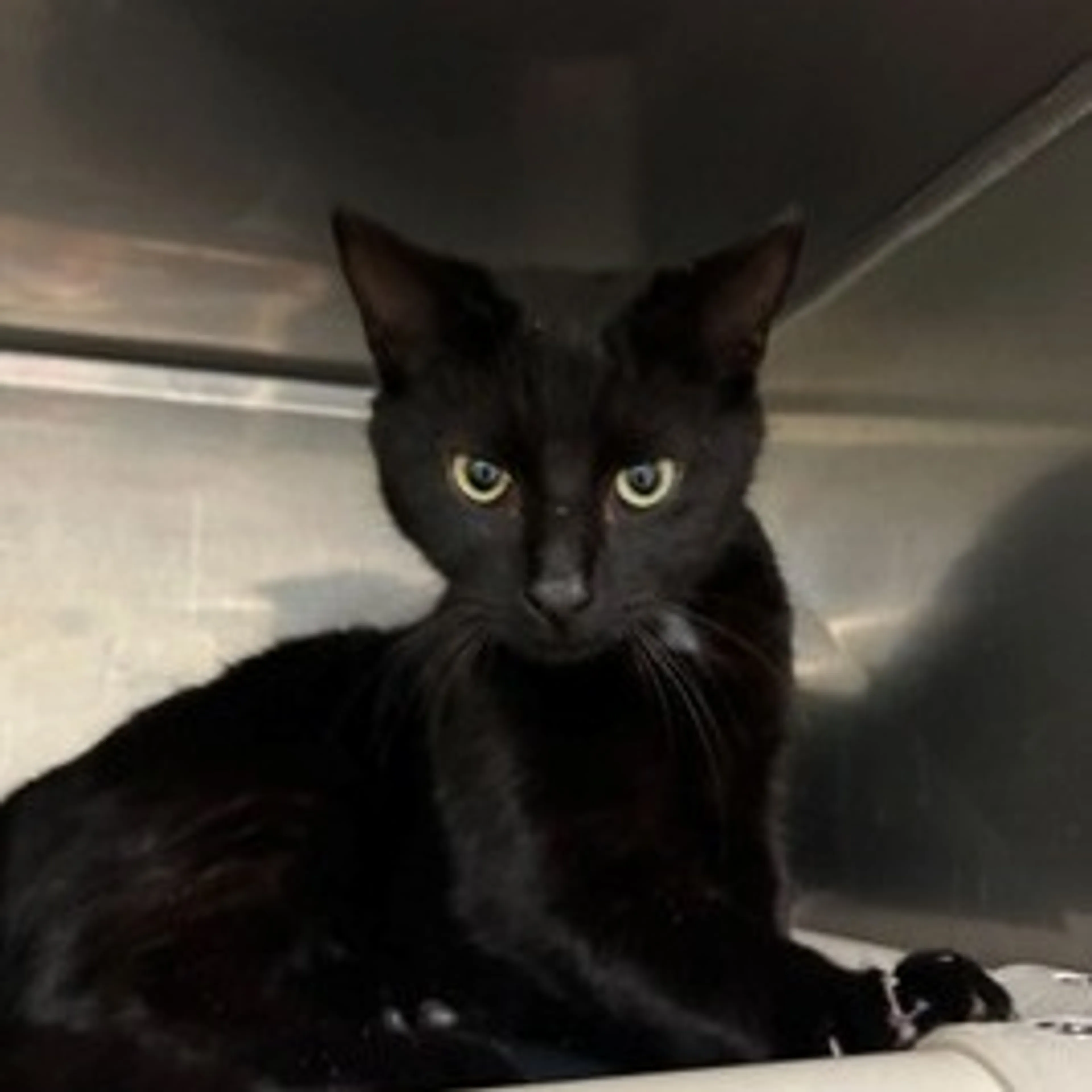 Found pet-1