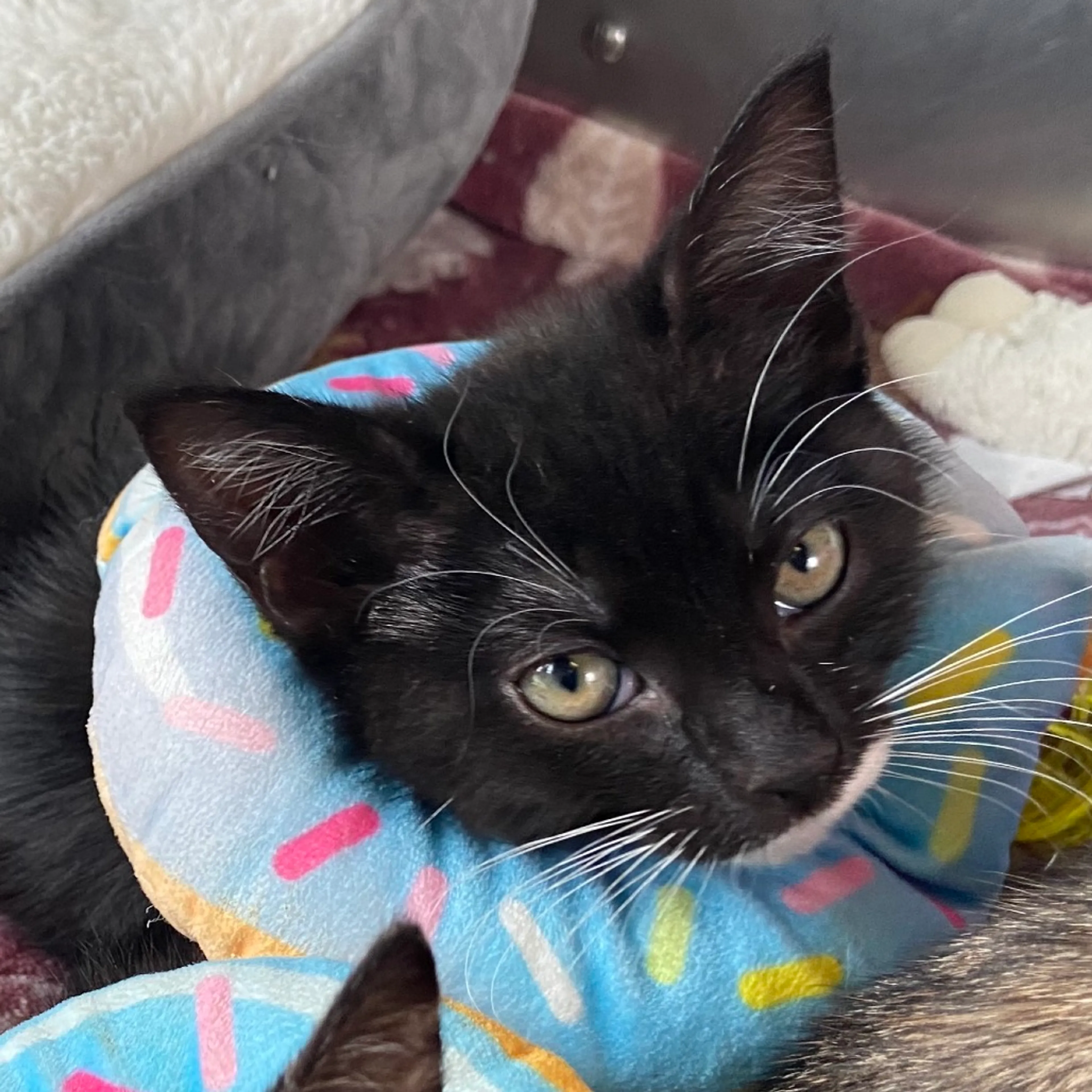 Found pet