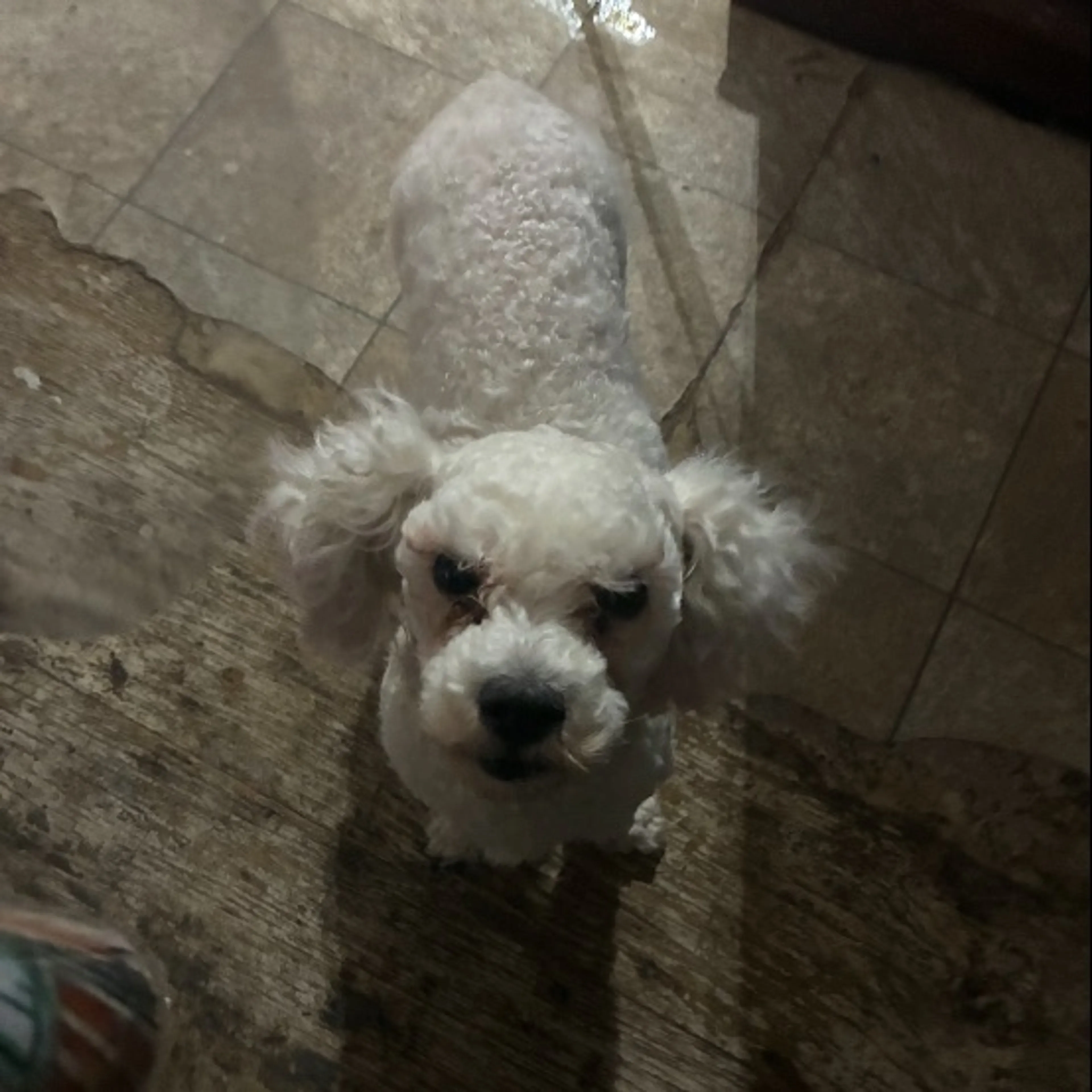 Lost pet