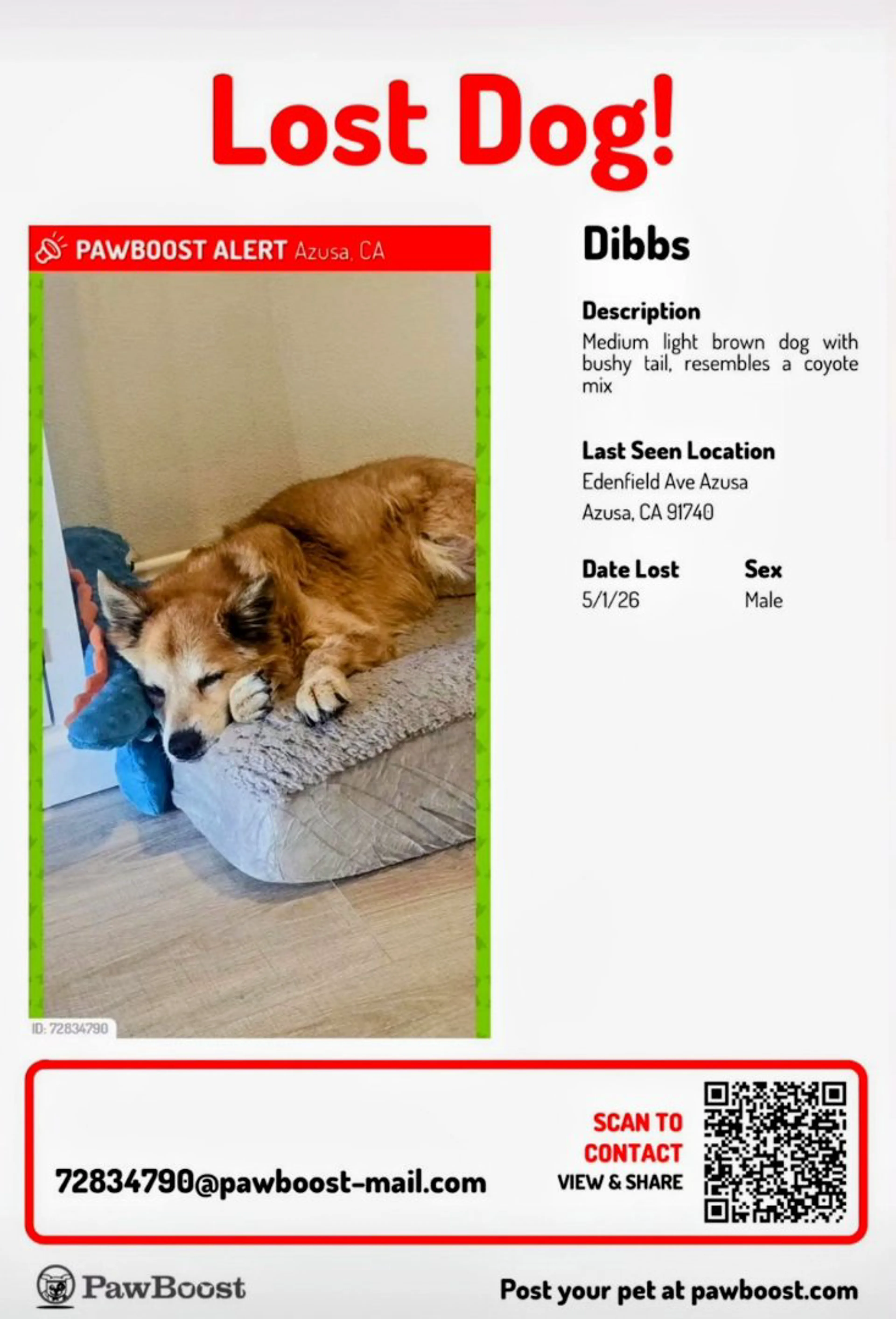 Lost pet