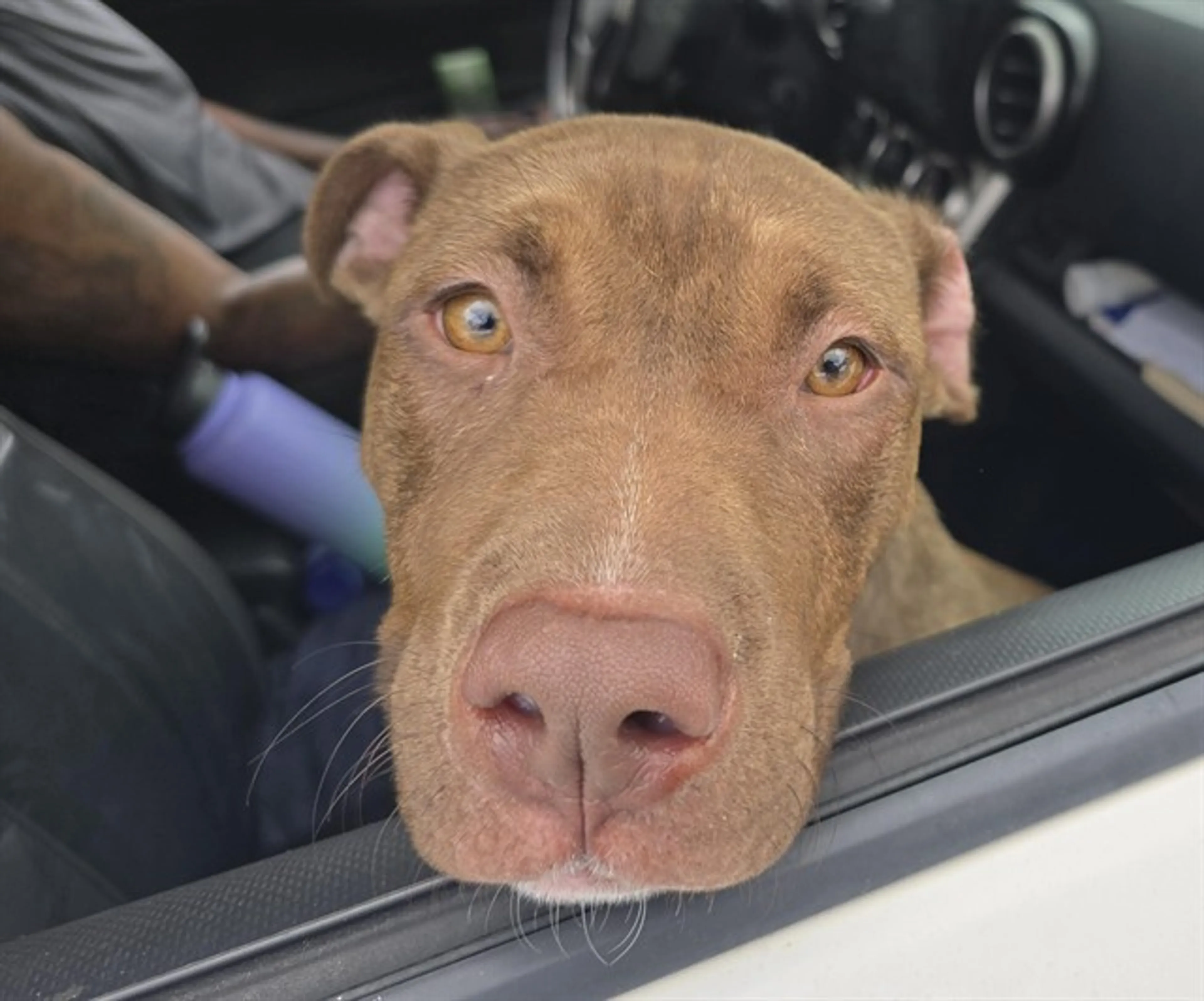 Found pet