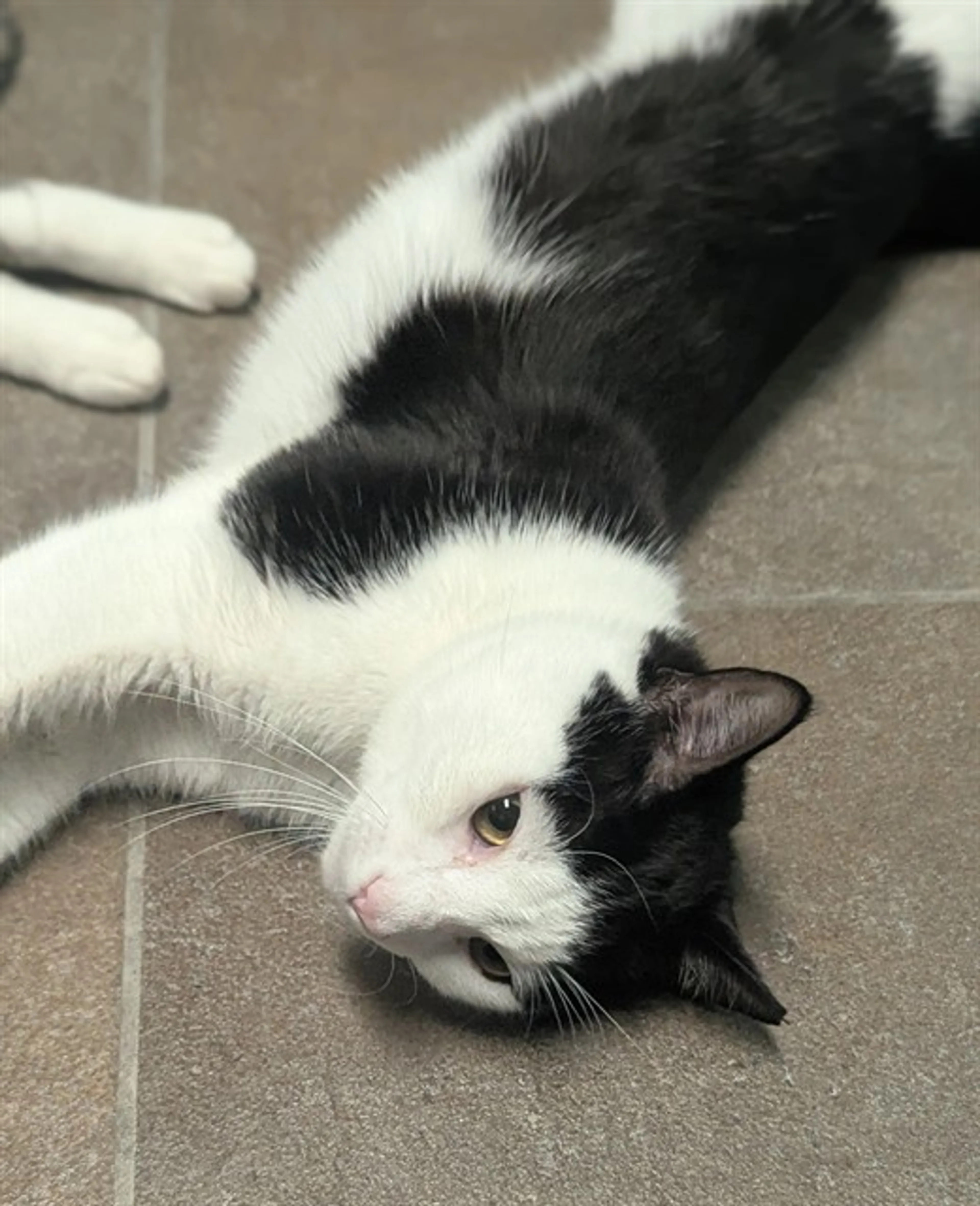 Found pet