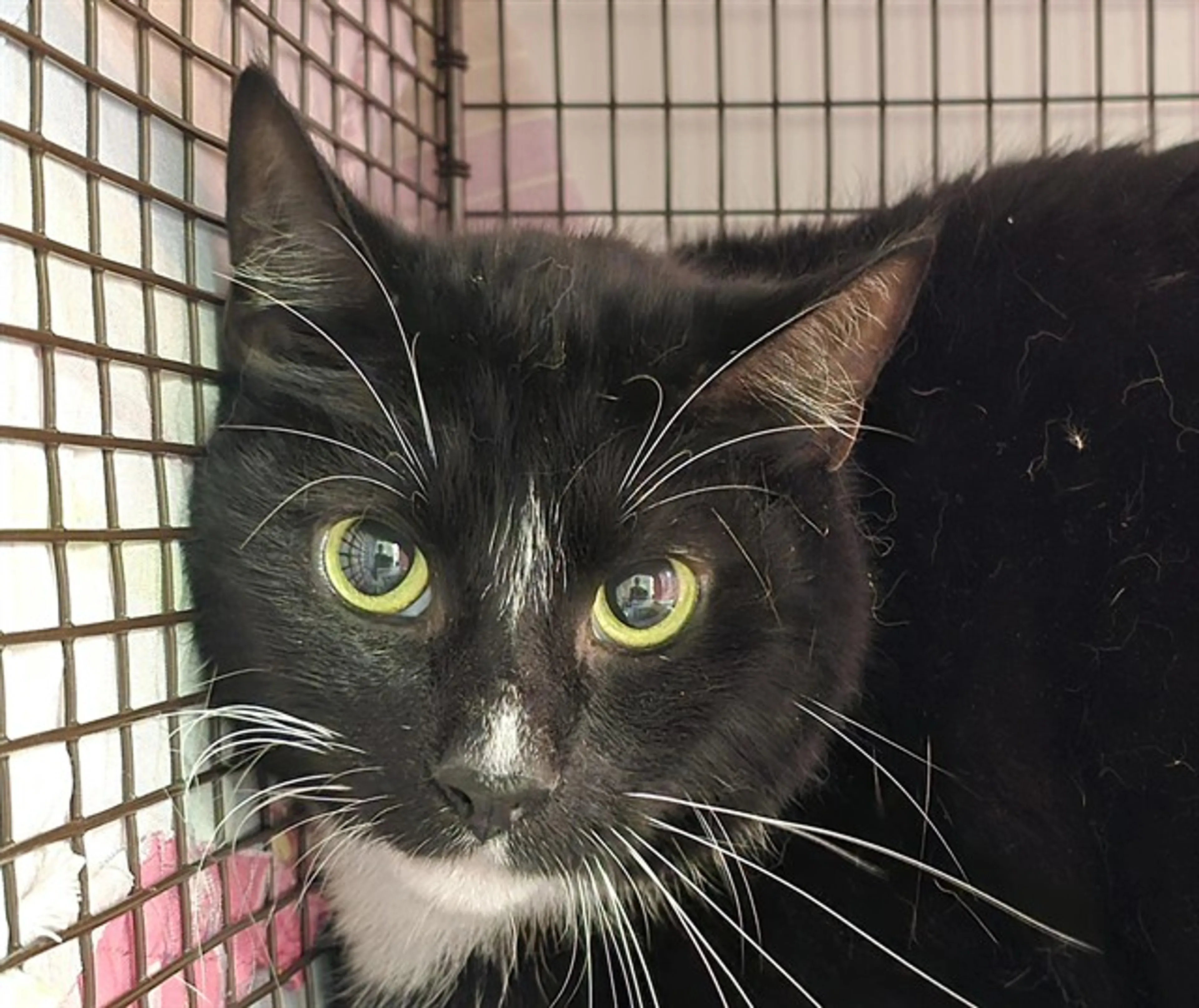 Found pet