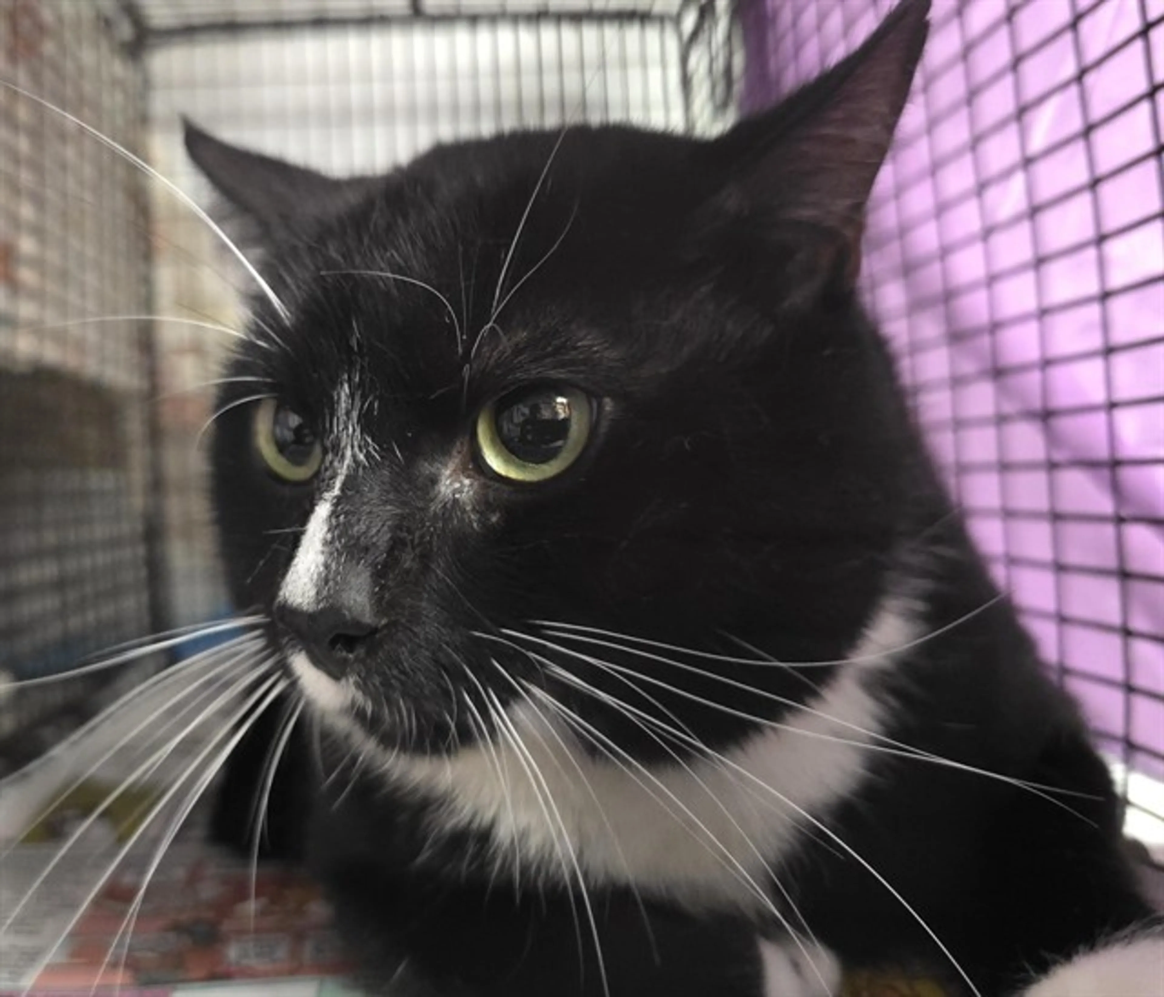 Found pet