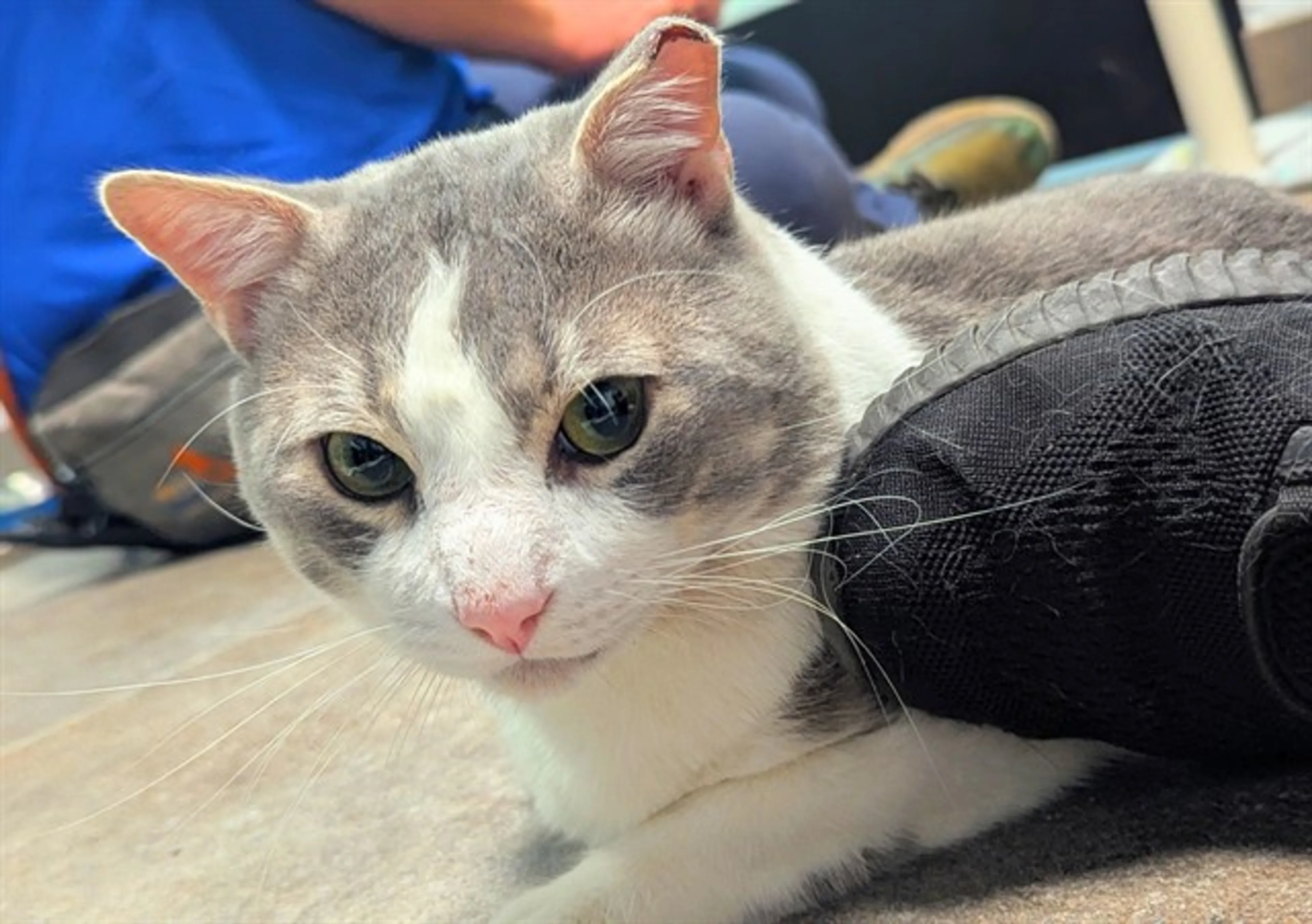 Found pet