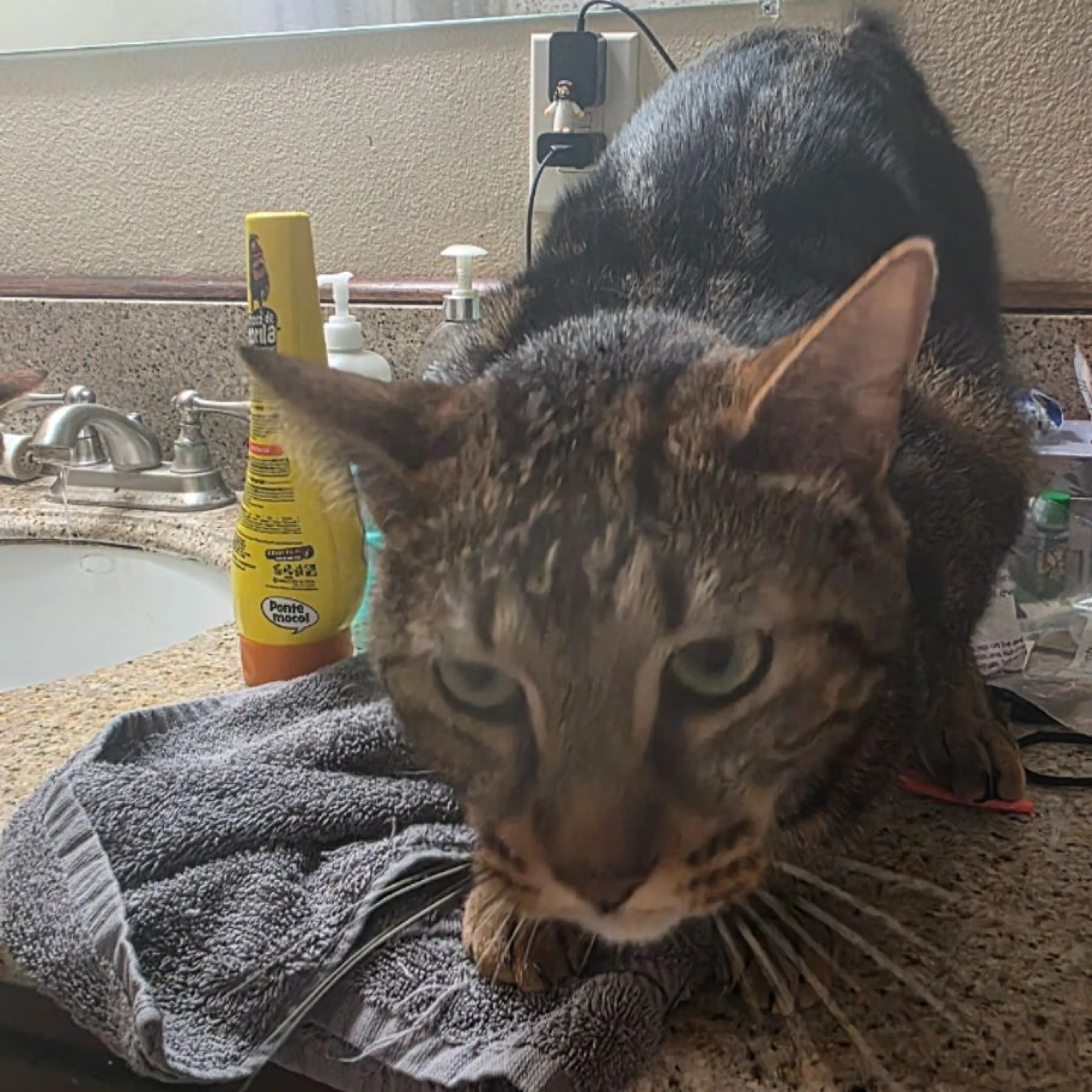 Lost pet