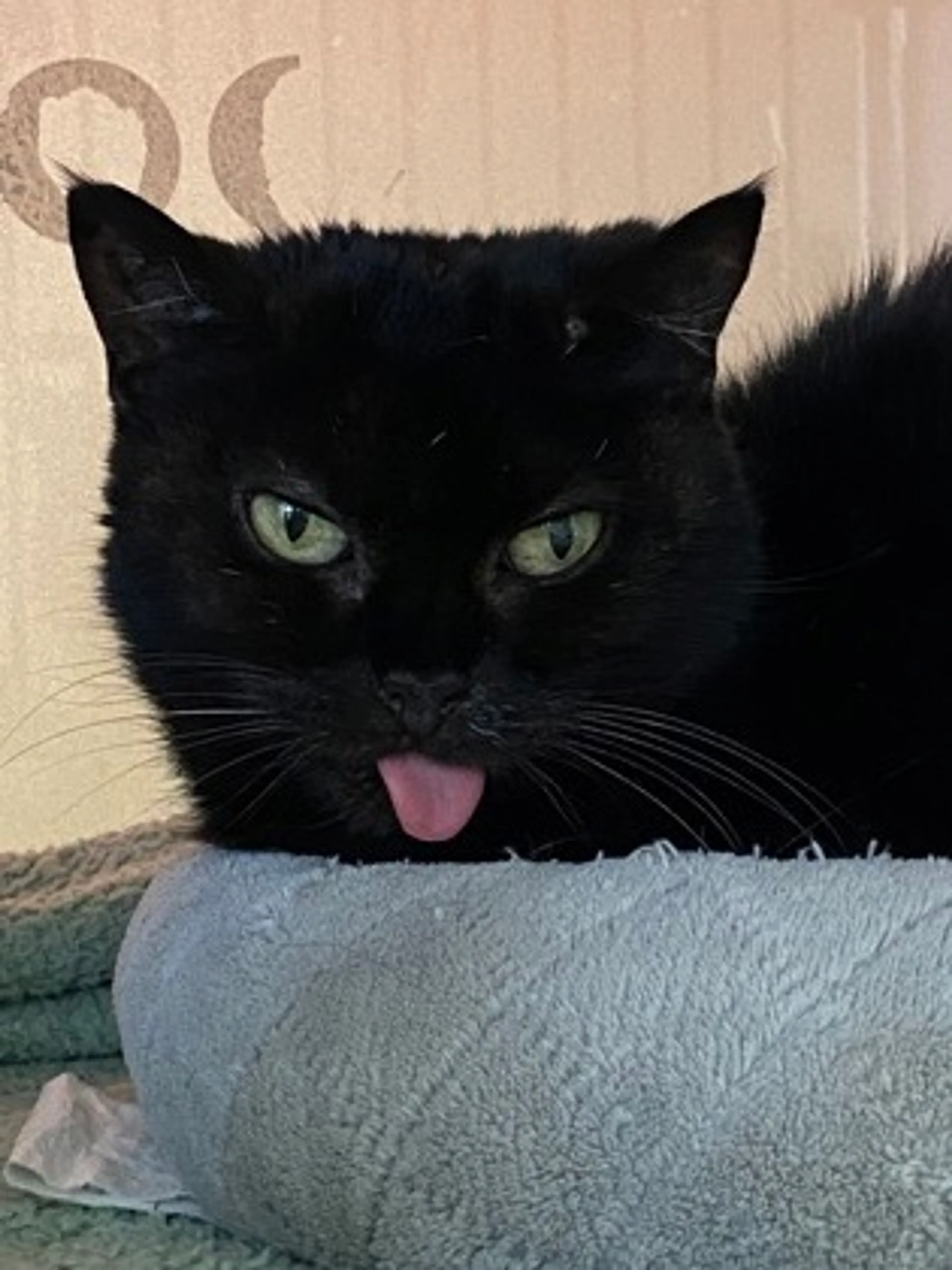Found pet-1