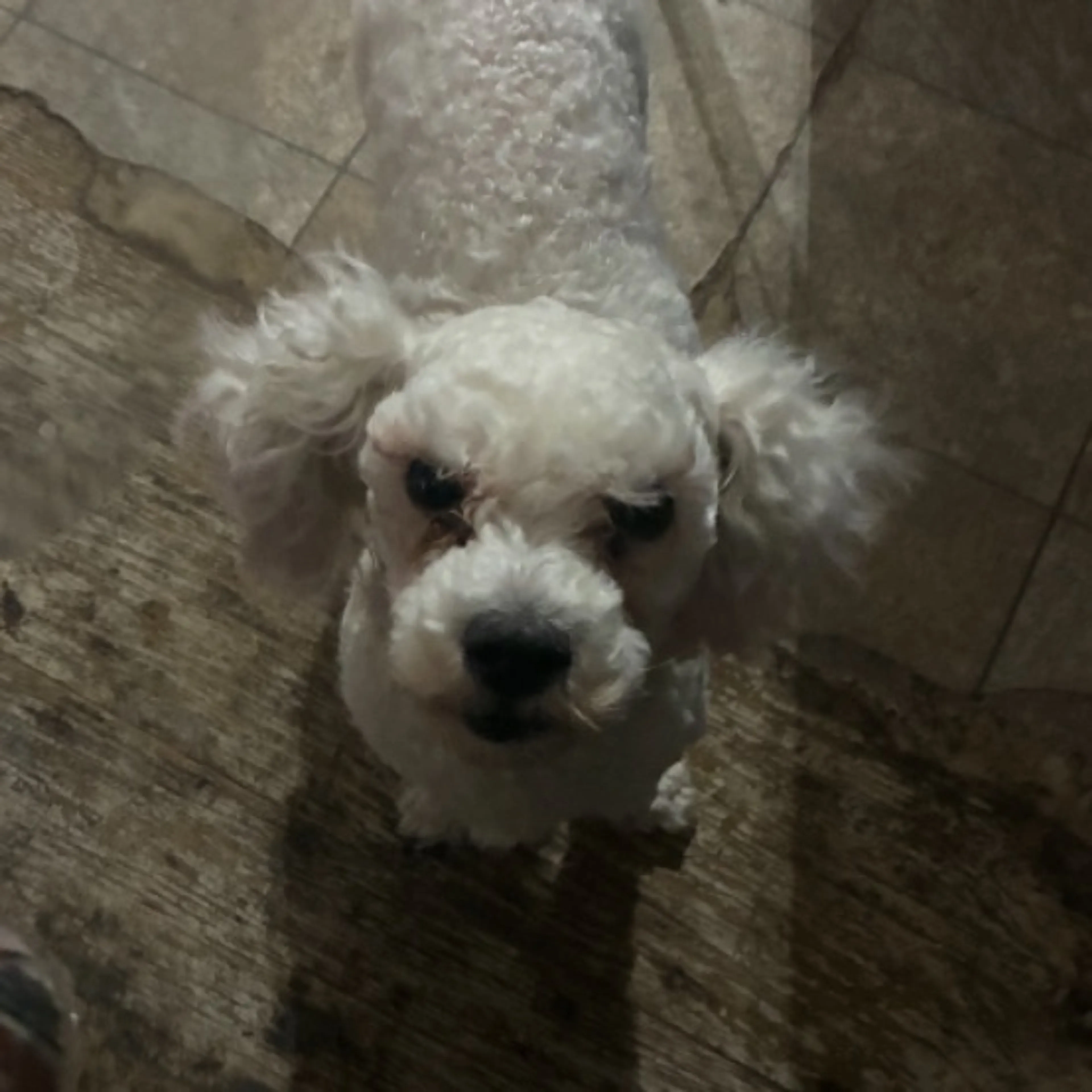 Lost pet