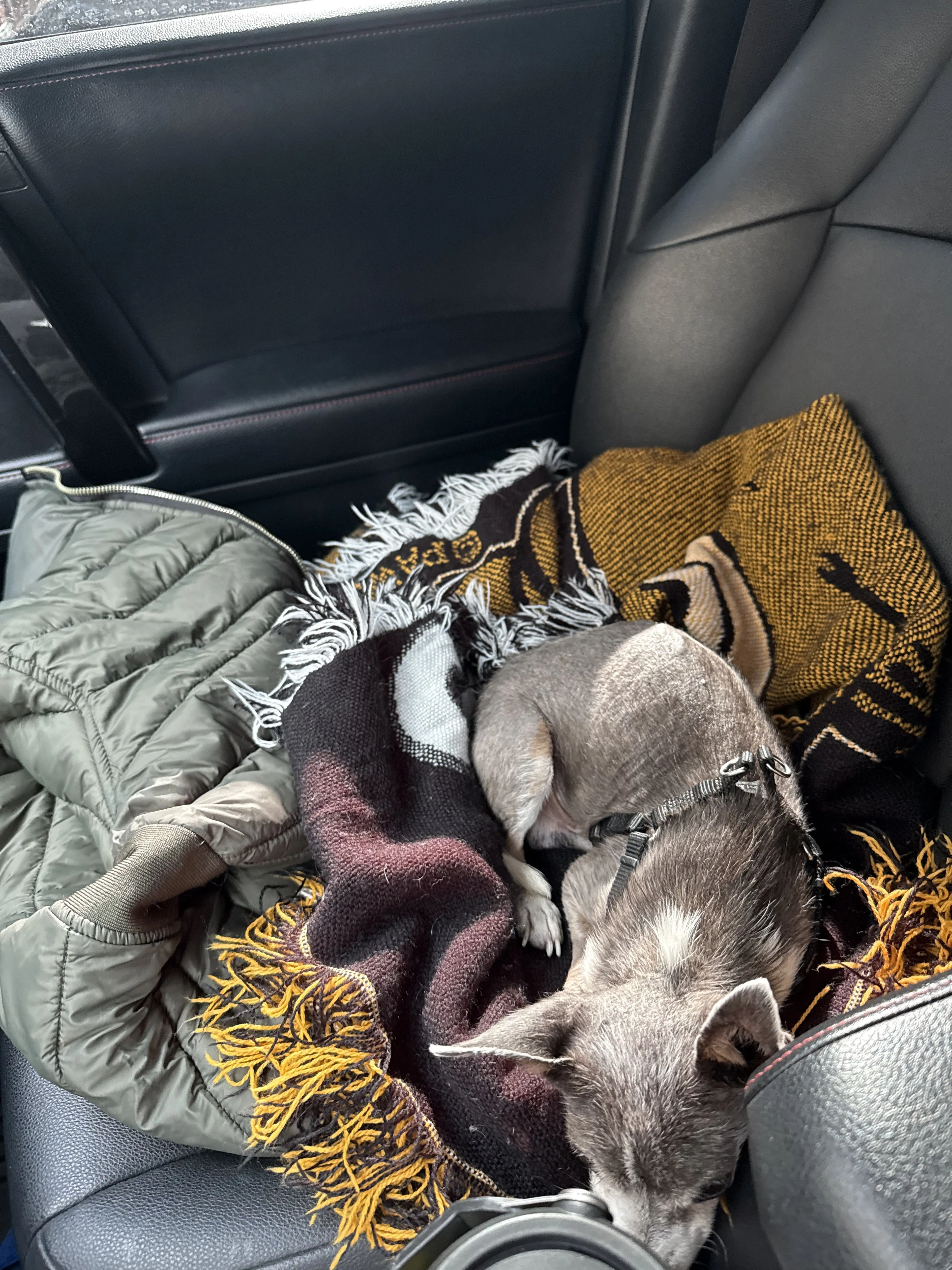 Lost pet-2