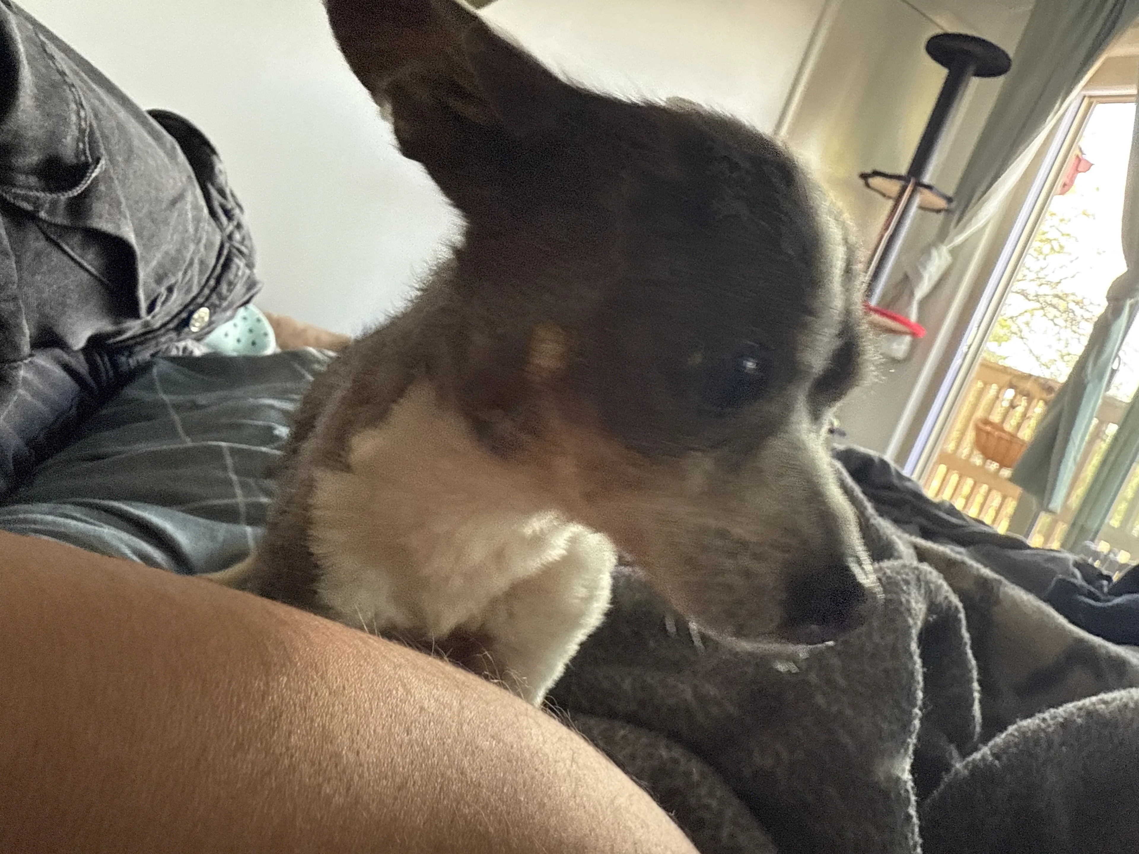 Lost pet-0