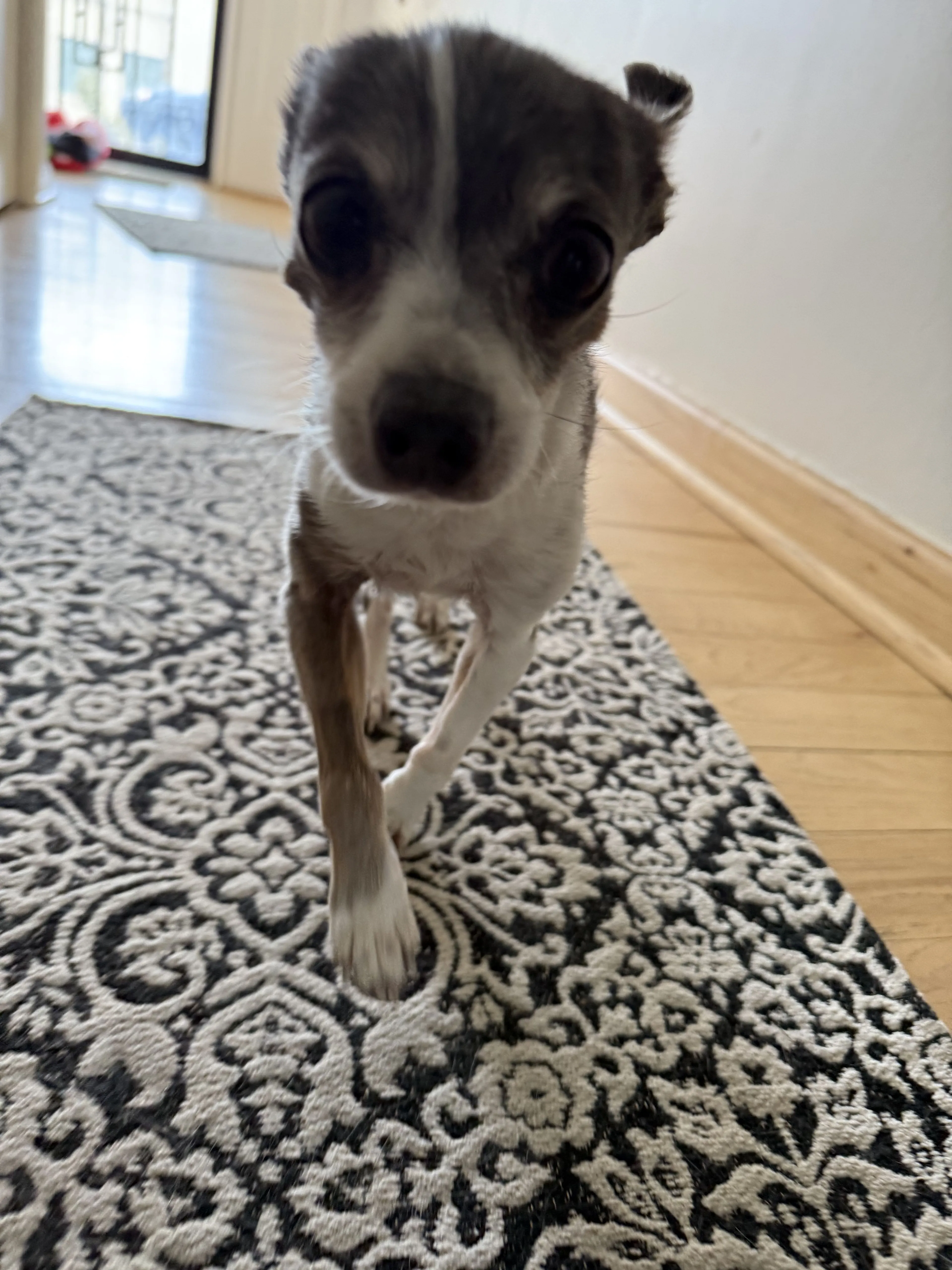 Lost pet-1