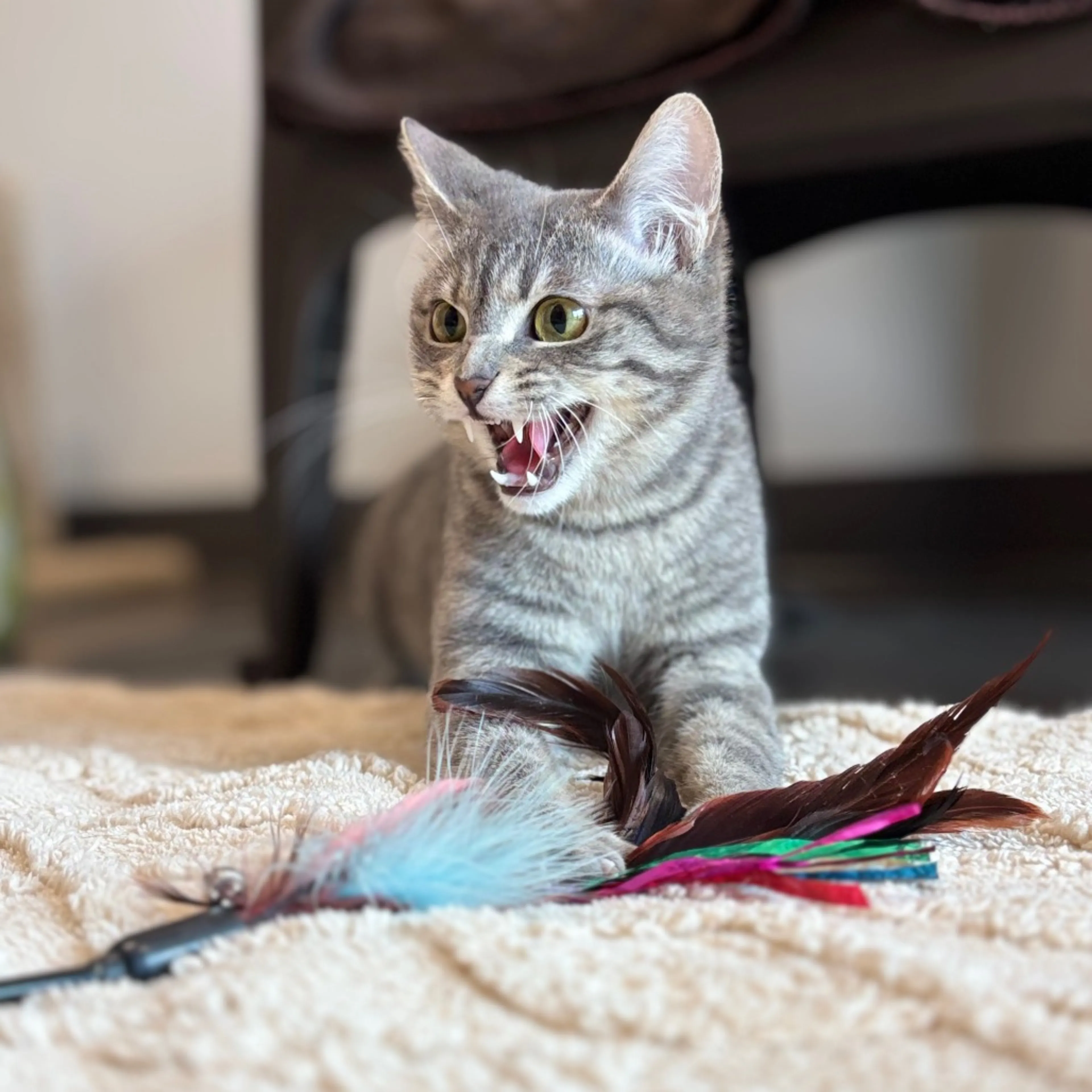 Found pet-2