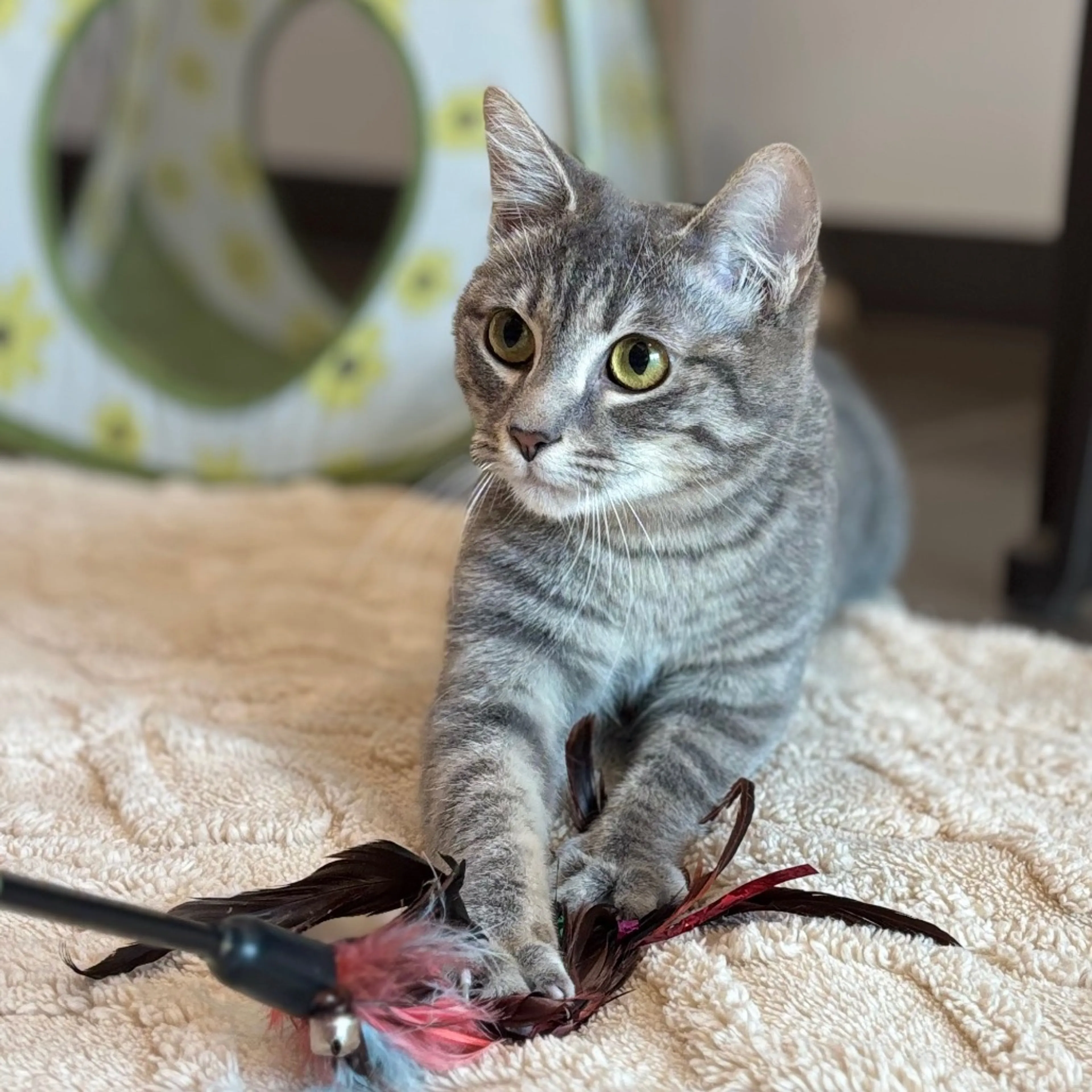 Found pet-4