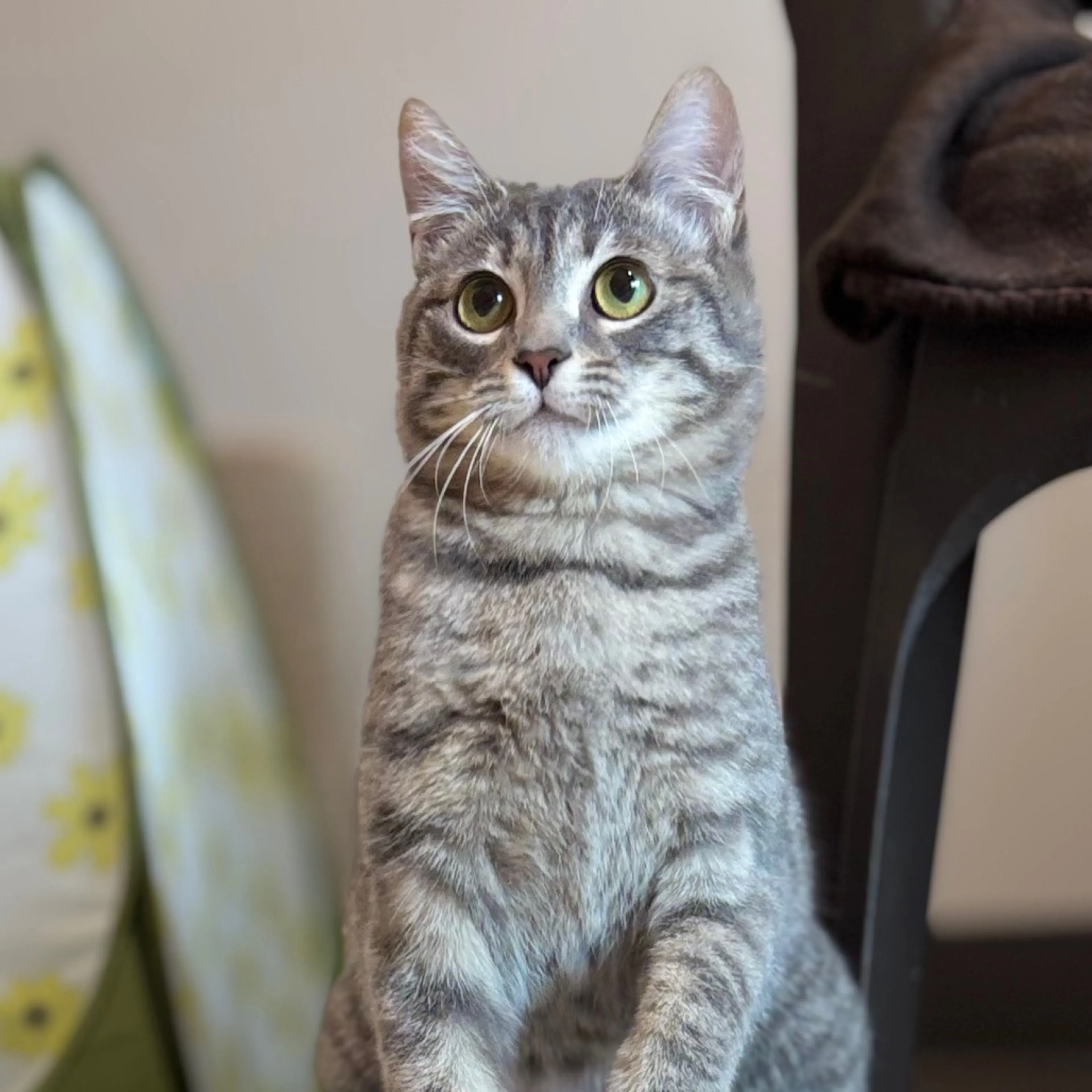 Found pet-3
