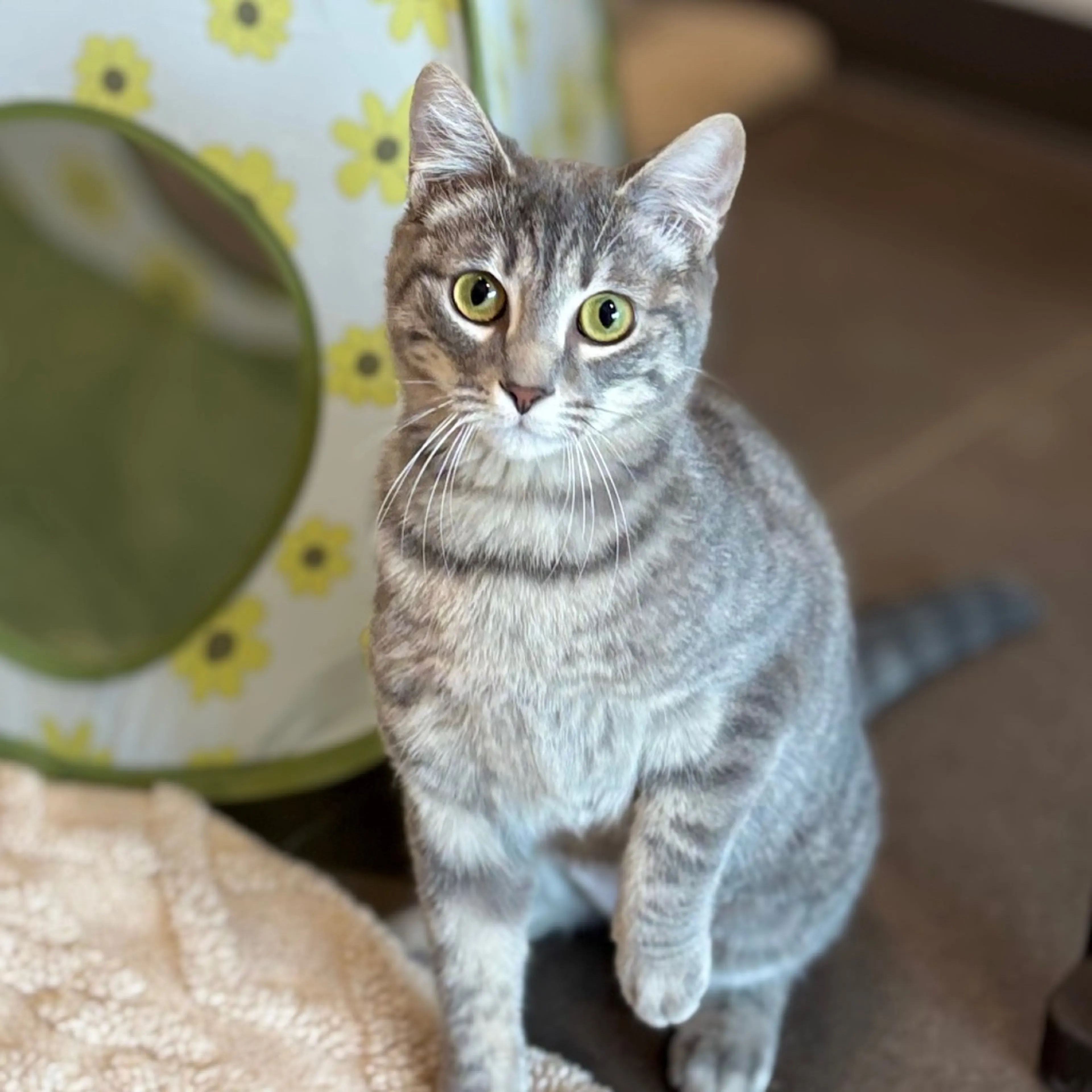 Found pet-5