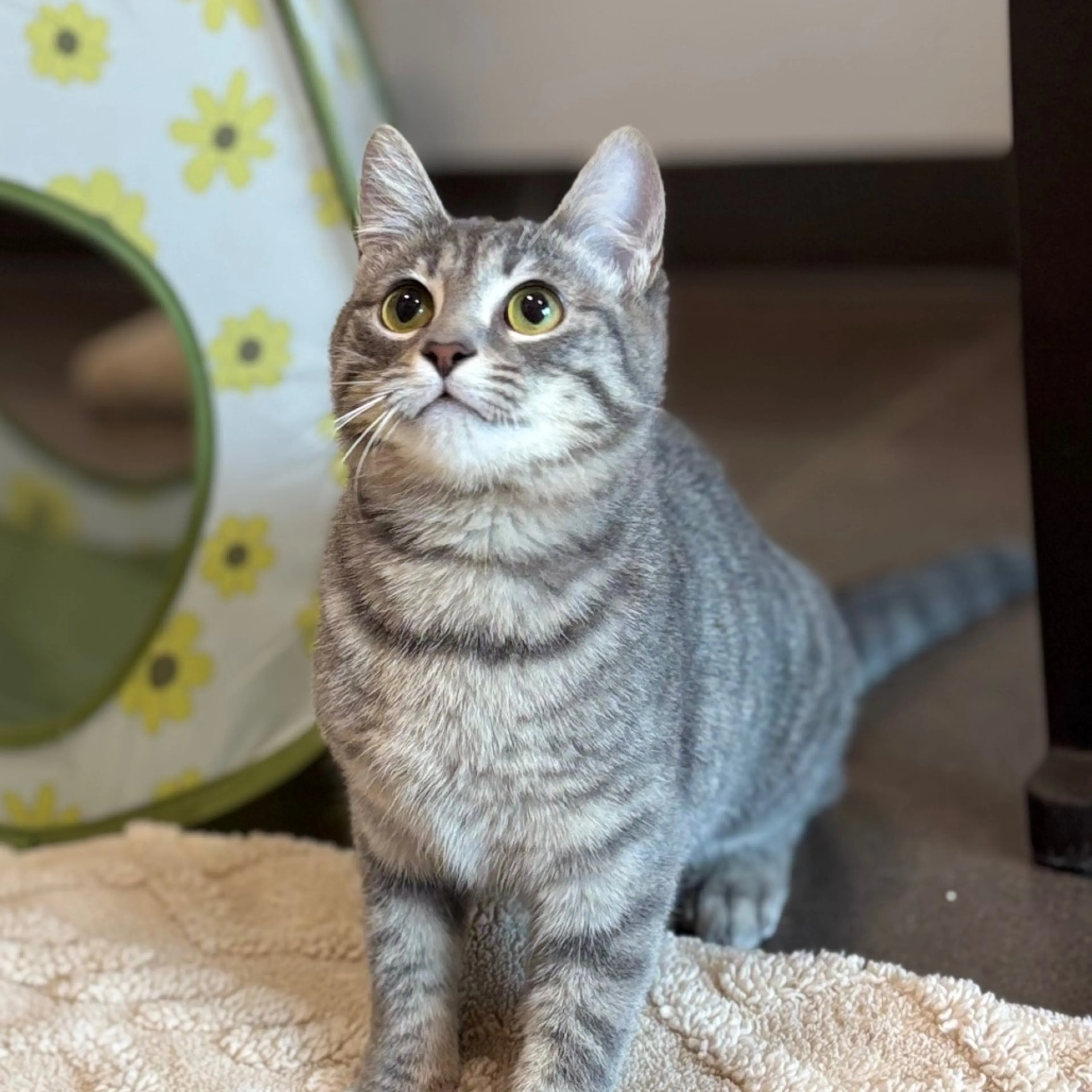 Found pet-6