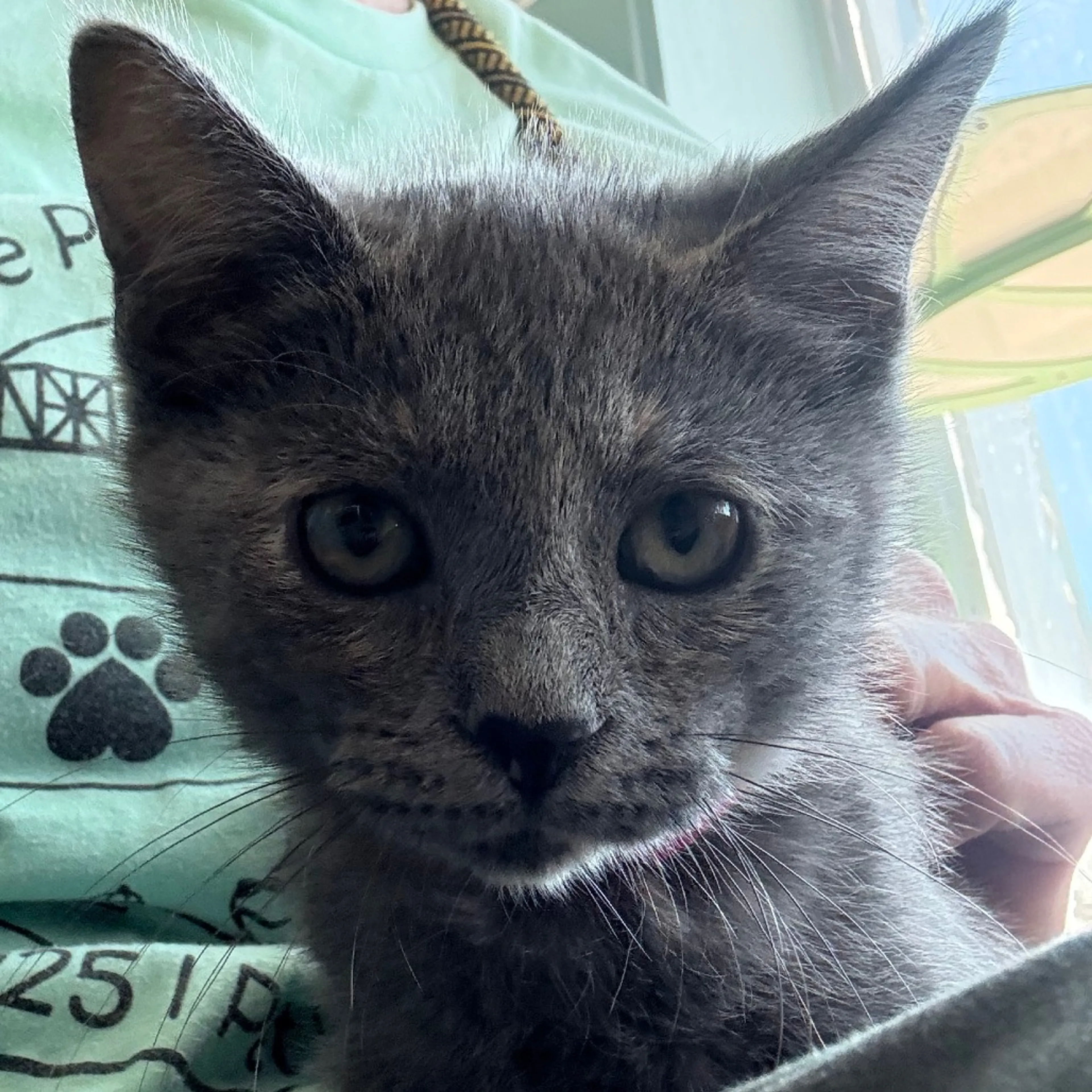 Found pet-6