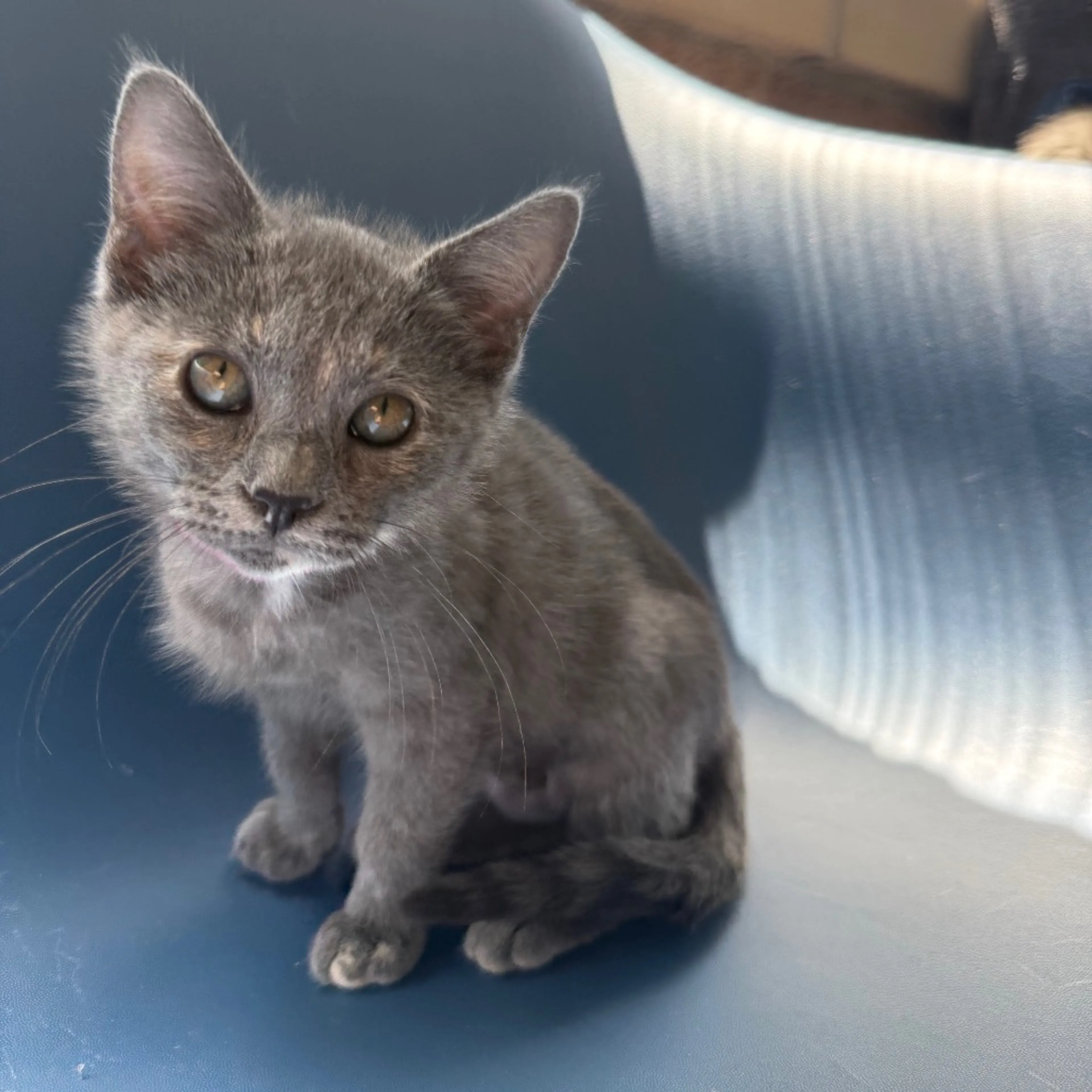 Found pet-1