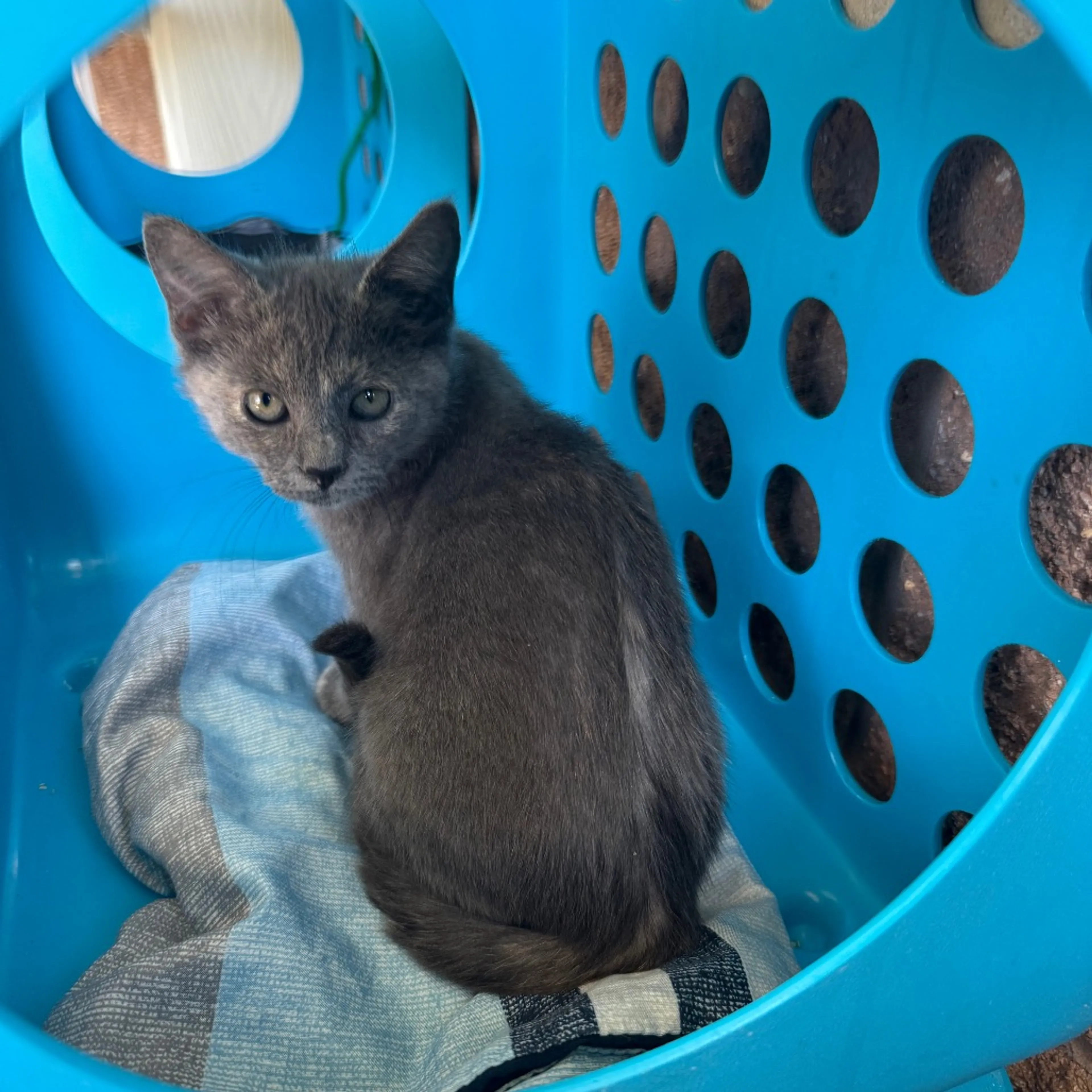 Found pet-3