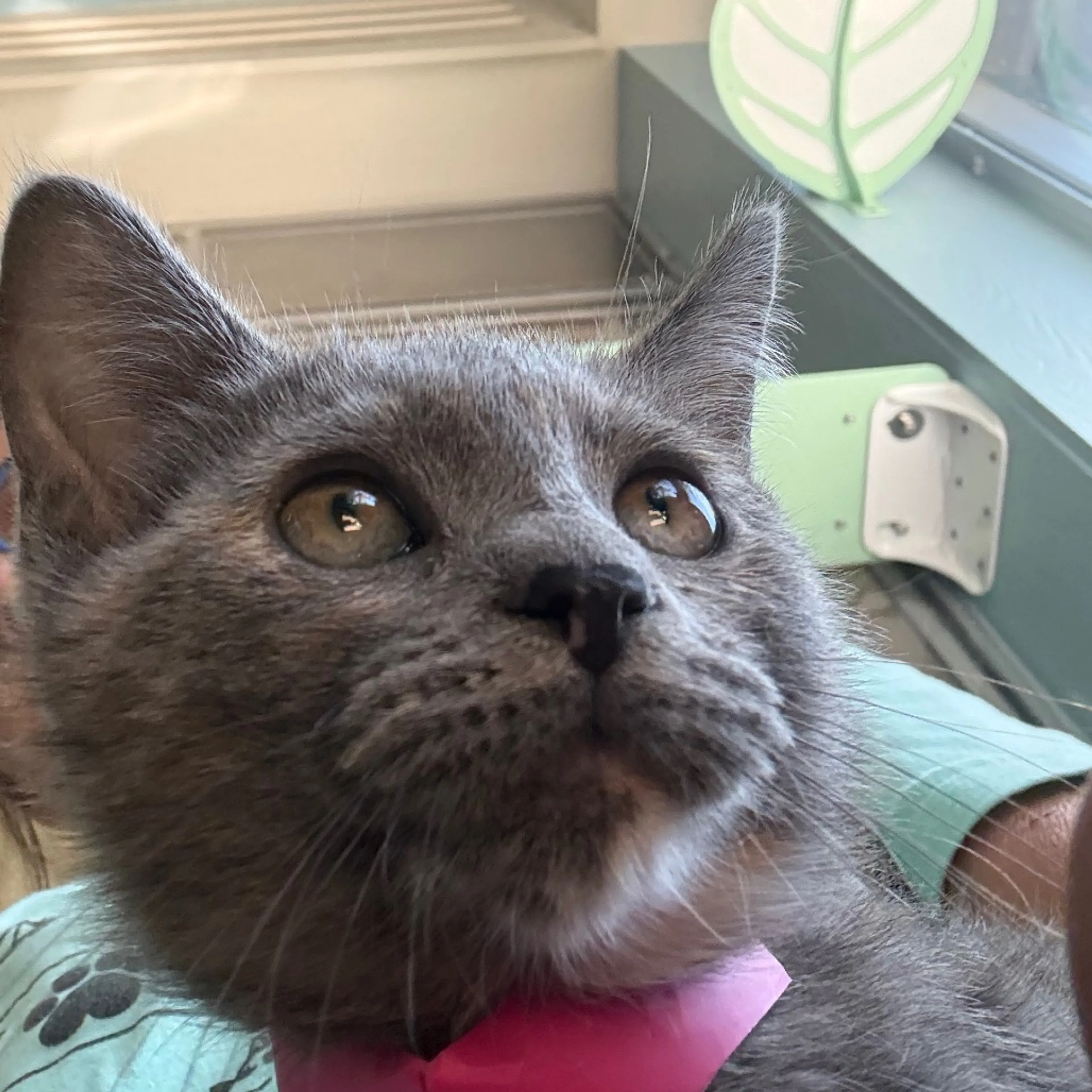 Found pet-5